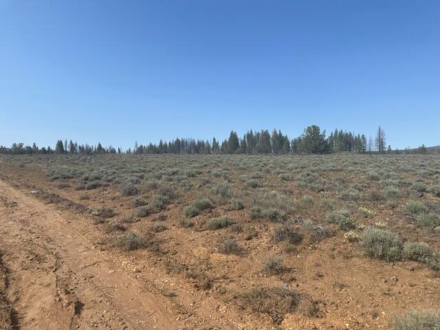Oregon Pines - Land