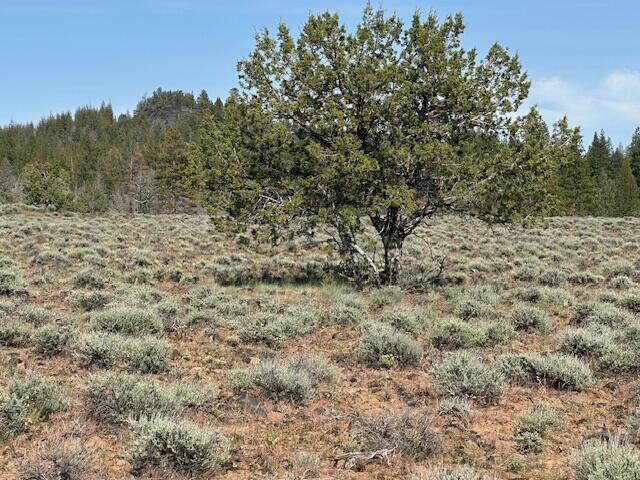 Oregon Pines - Land