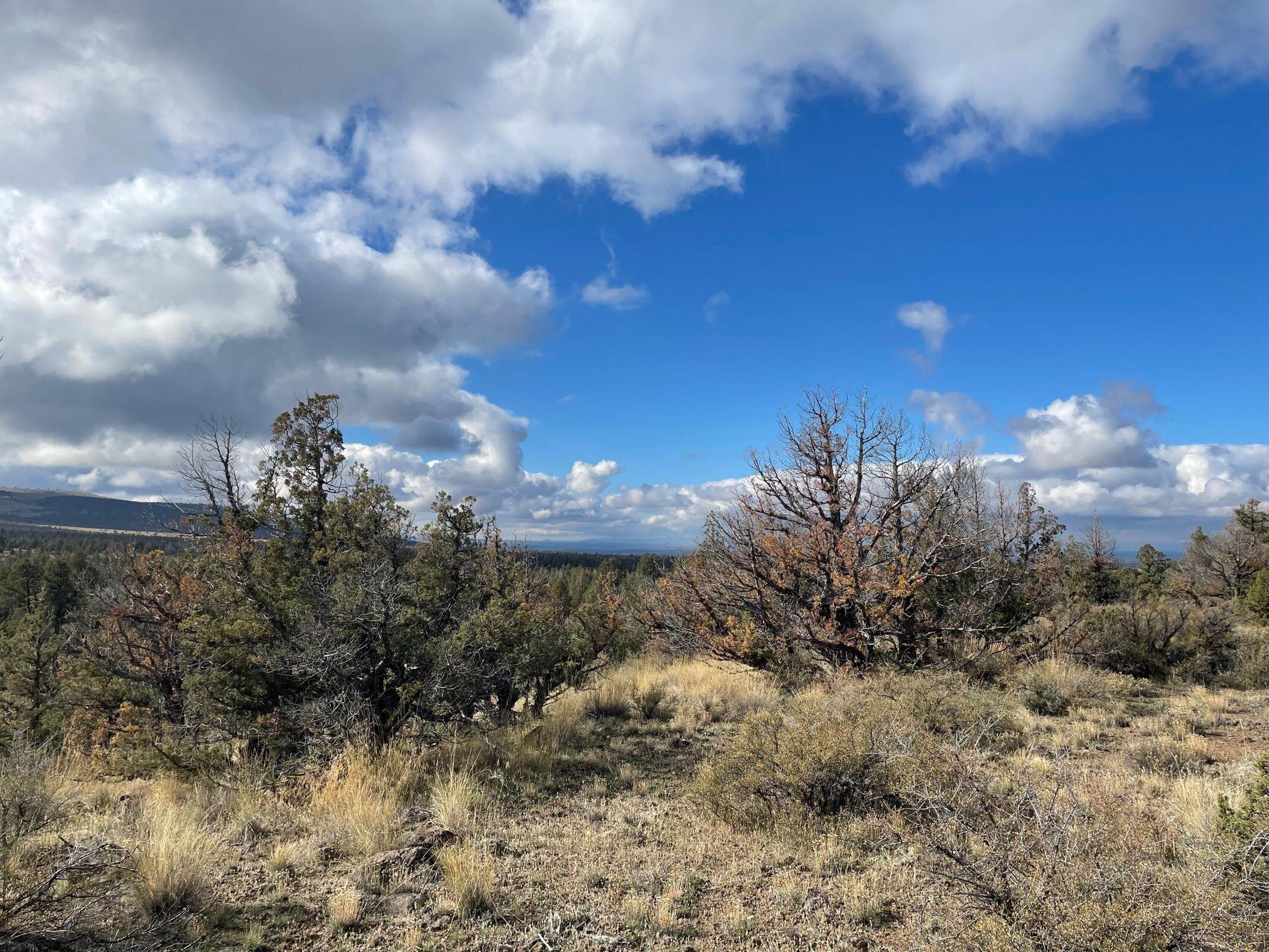 Juniper Acres - Land