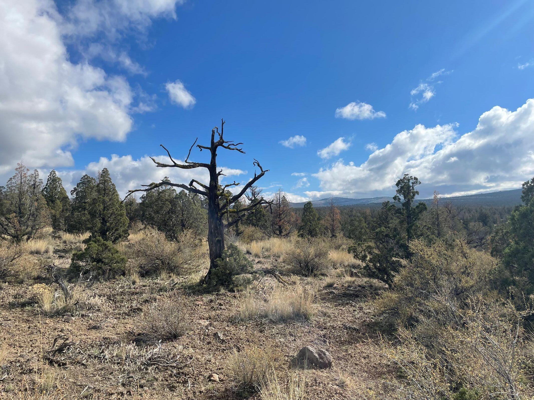 Juniper Acres - Land