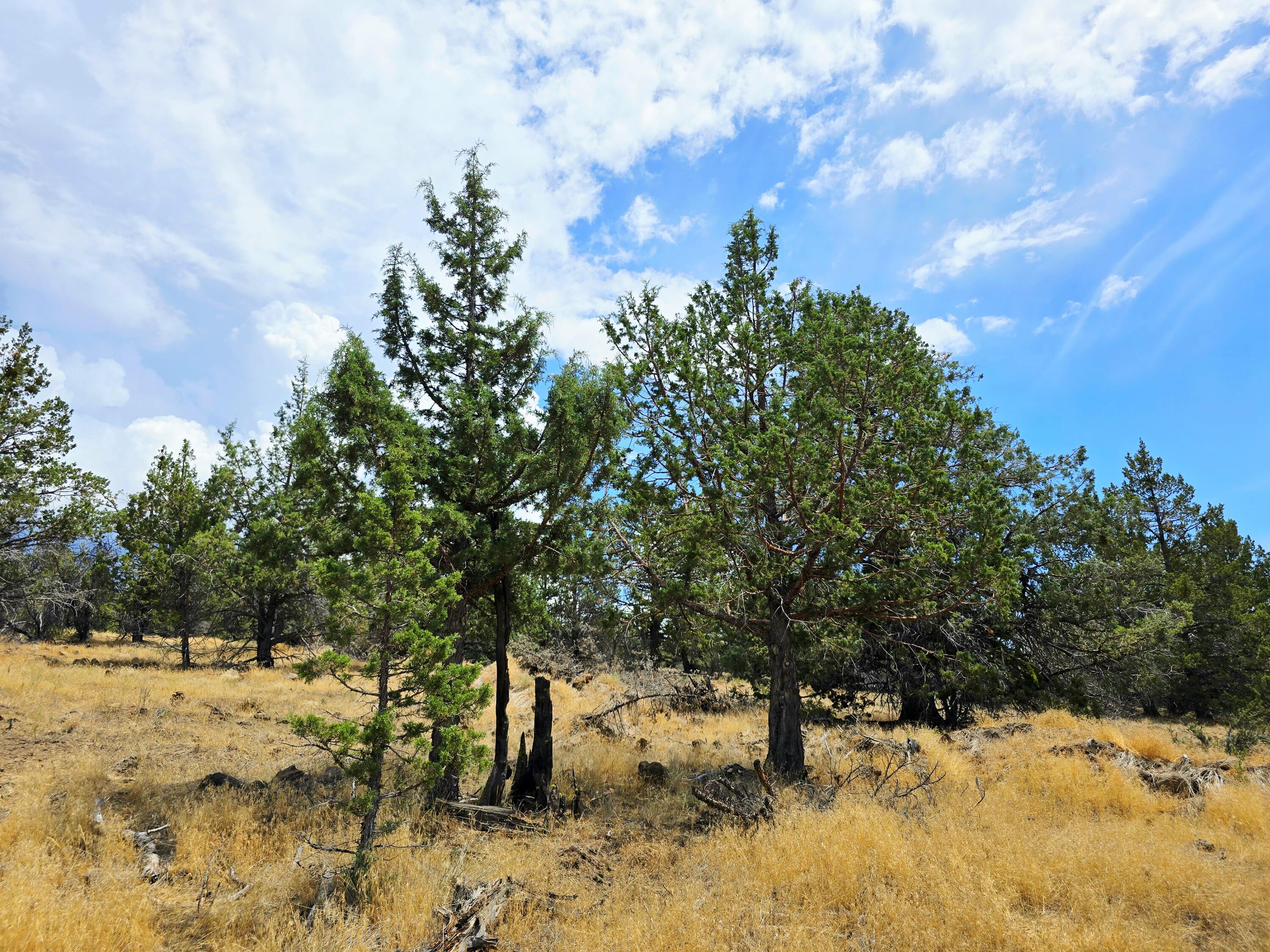 Klamath Falls Forest Estates -Hwy 66 Unit -Plat No. 2 - Land