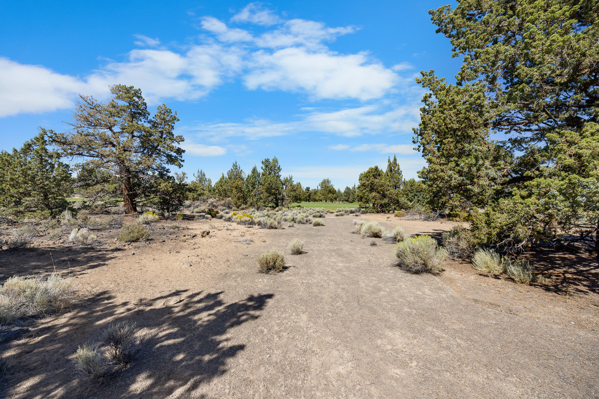 Pronghorn - Land