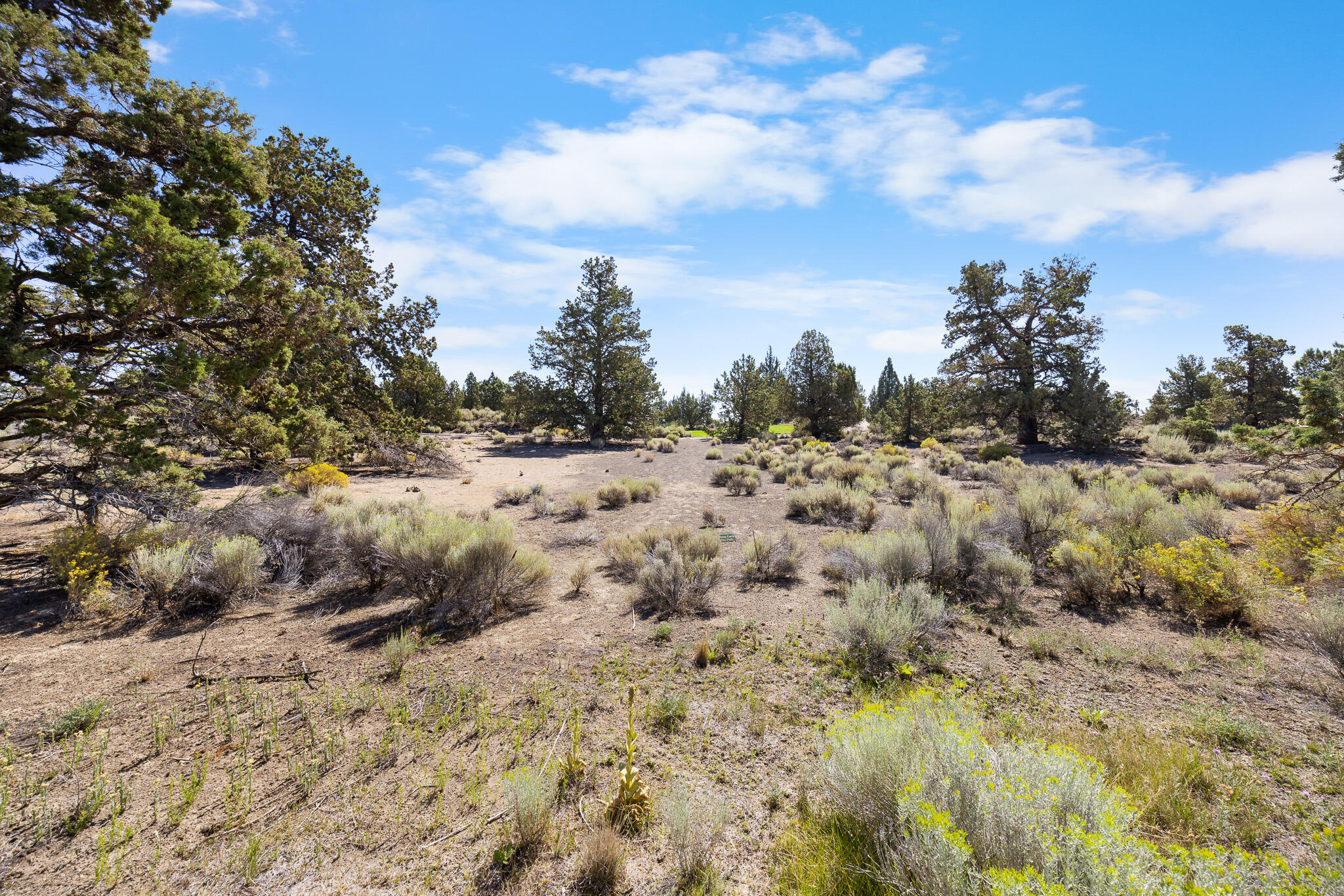 Pronghorn - Land