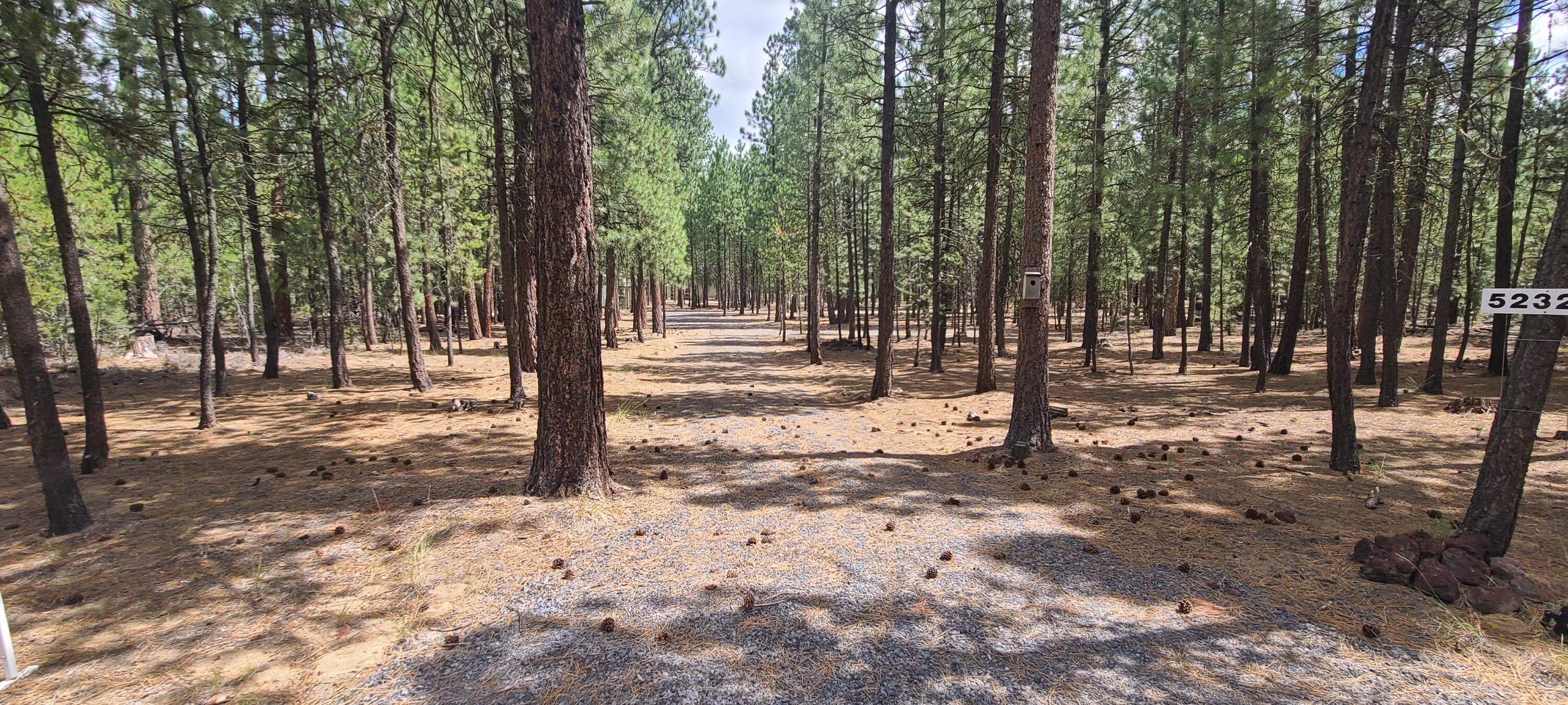 Ponderosa Pines - Land
