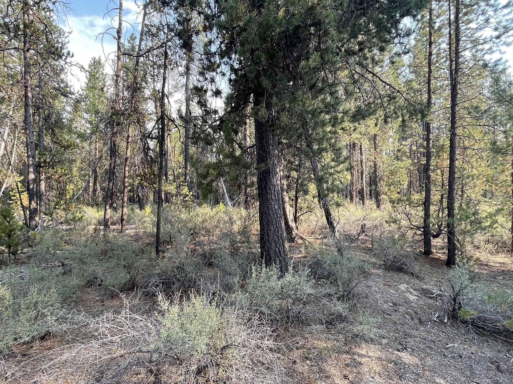 Roberts' River Acres - Land