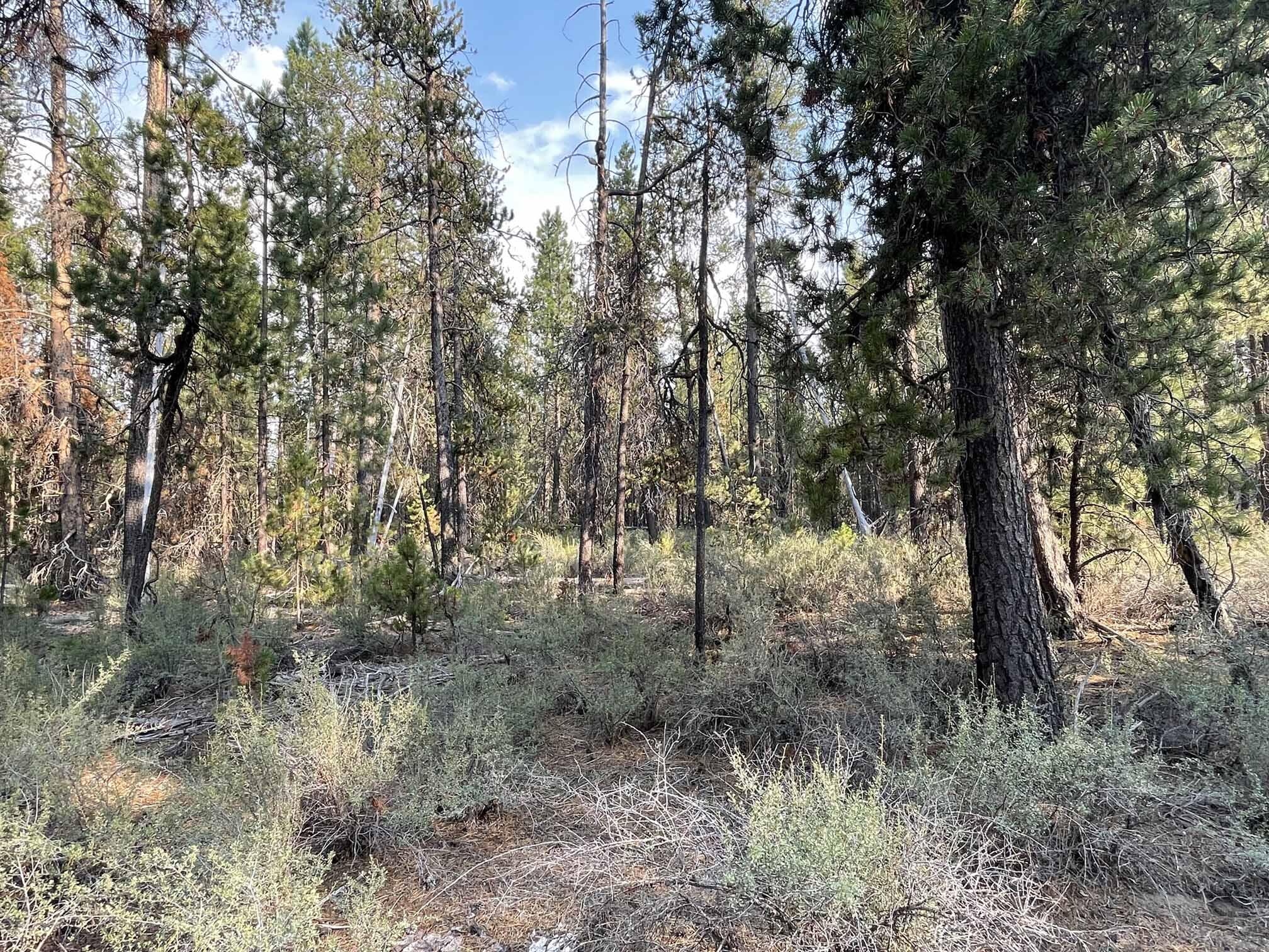 Roberts' River Acres - Land