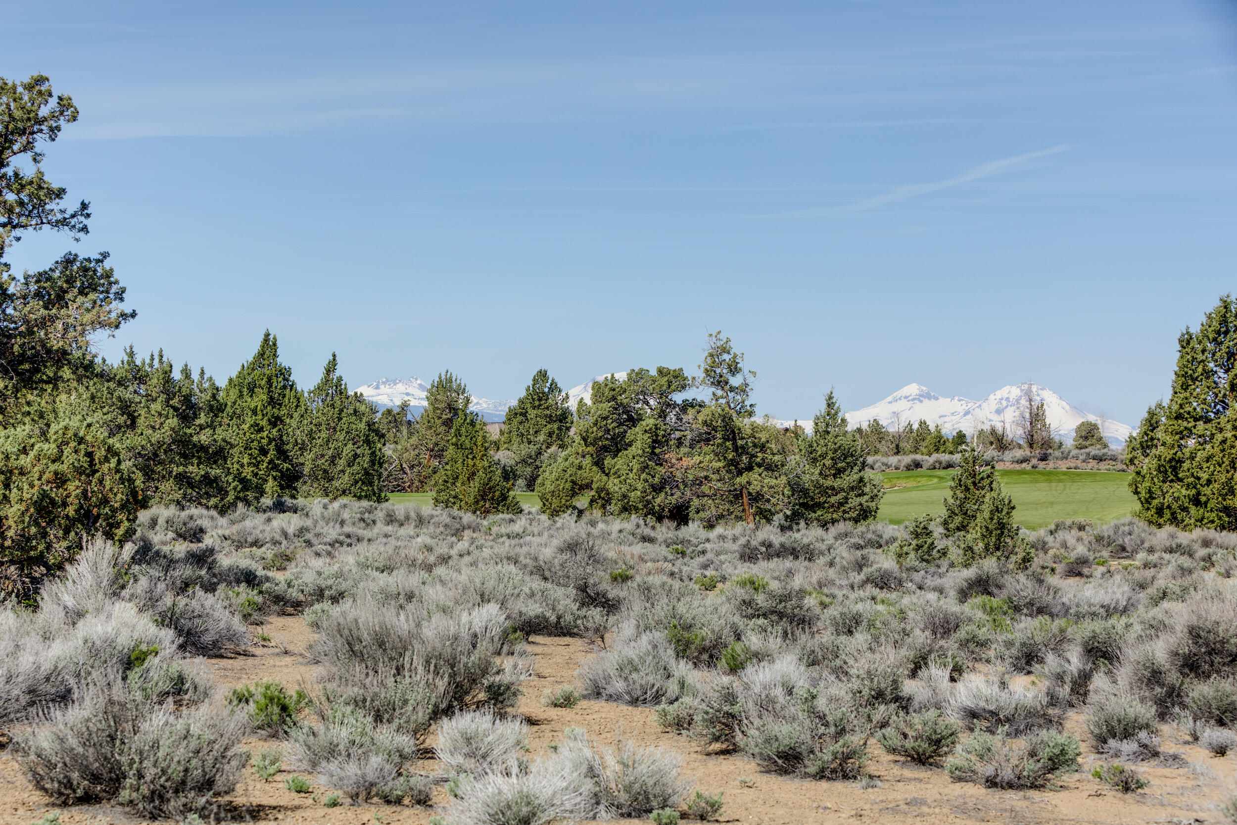 Pronghorn - Land