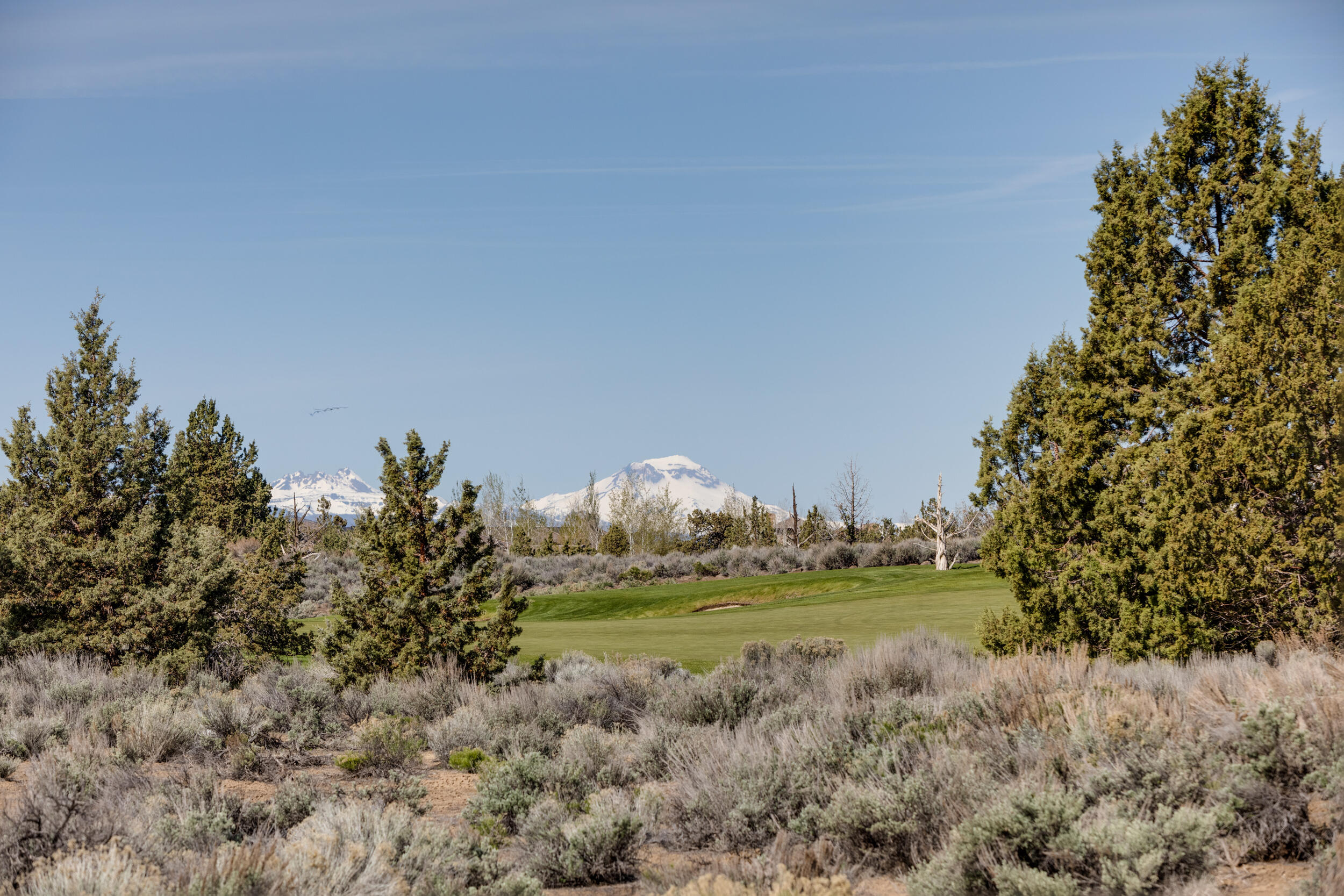 Pronghorn - Land