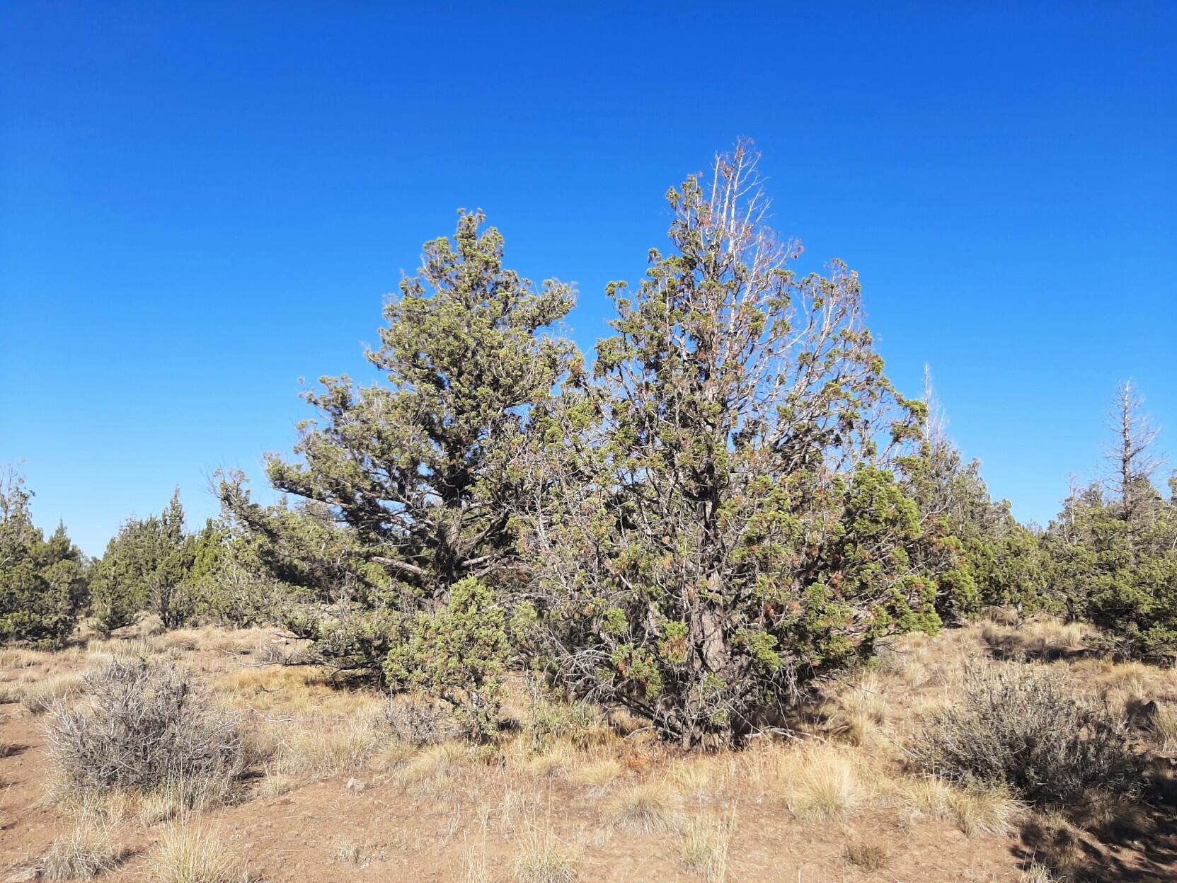Prineville Lake Acres 2 - Land