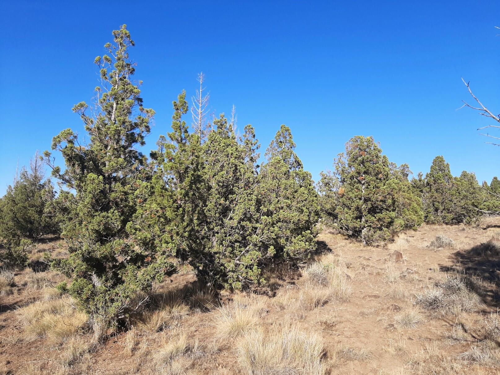 Prineville Lake Acres 2 - Land