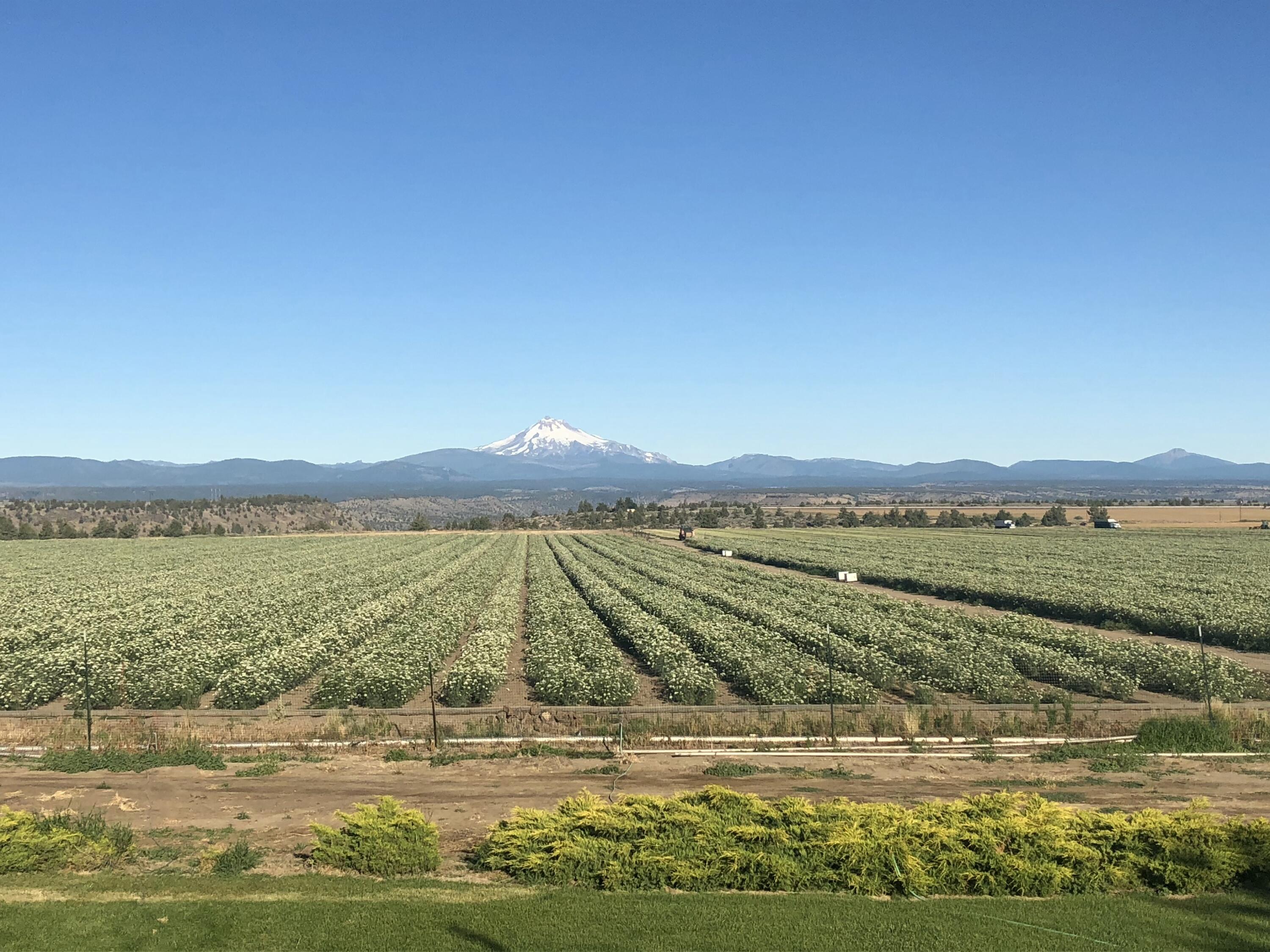 Jefferson View Farm offers 135.67± acres in the heart of Oregon farm country, combining natural beauty, productivity, and peaceful rural living. With 113± irrigated acres serviced by three wheel lines, the property is ideal for farming, hay, grazing, or diverse ag uses. A 40x60 barn provides excellent equipment and hay storage. The 2,757 sq. ft. split-level home features 3 beds, 3 baths, and a flexible den/office with Murphy bed for guests. An open layout, abundant windows, and stunning Cascade Mountain views create a warm, light-filled interior. The gourmet kitchen includes cherry cabinets, quartz counters, and stainless appliances. Radiant floors and a mini-split system offer year-round comfort. A rare opportunity to own a productive, scenic, and serene farm property with exceptional lifestyle appeal. Additional 114.6 & 157 acre farm parcel available (sold all together or individually).
