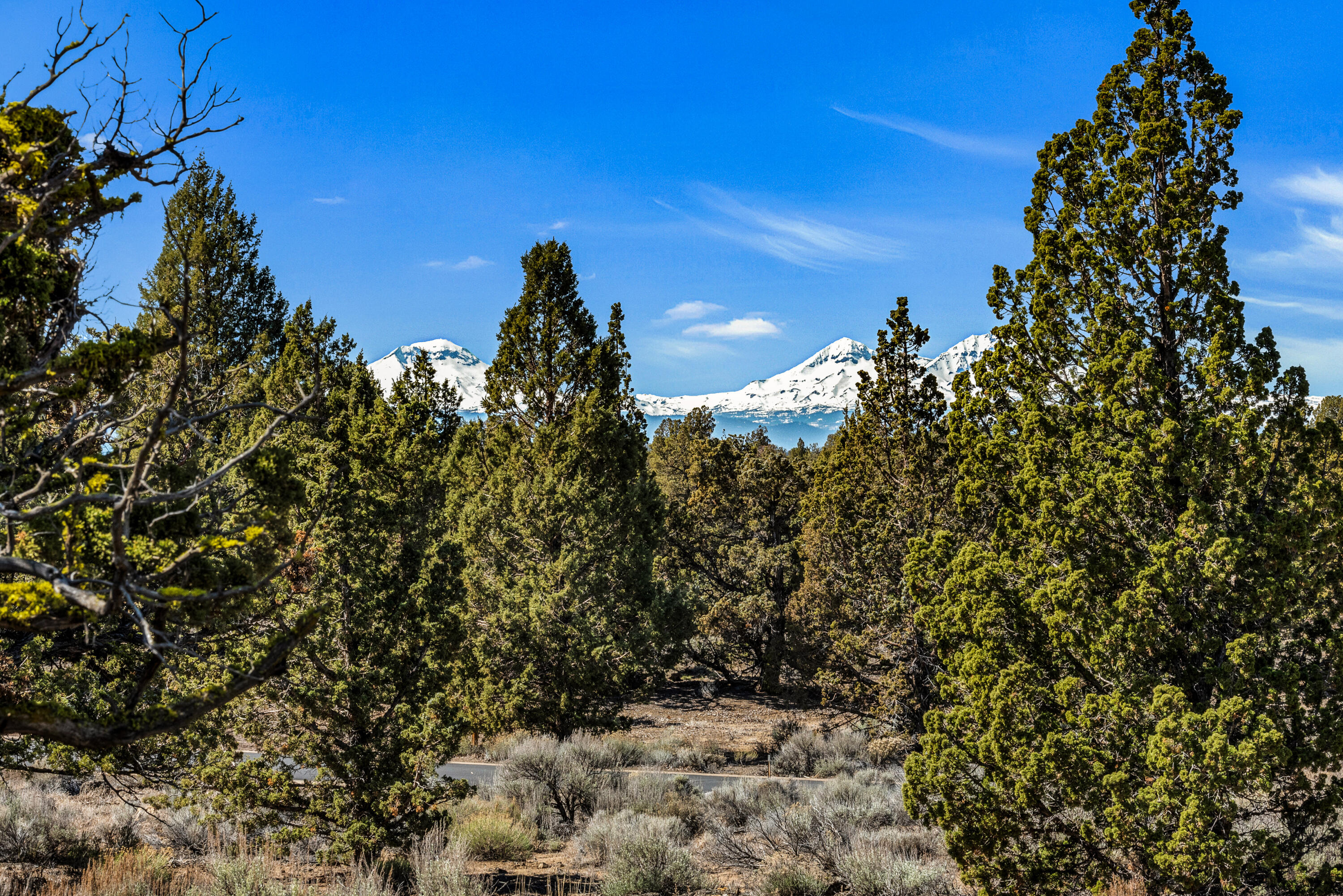 Pronghorn - Land