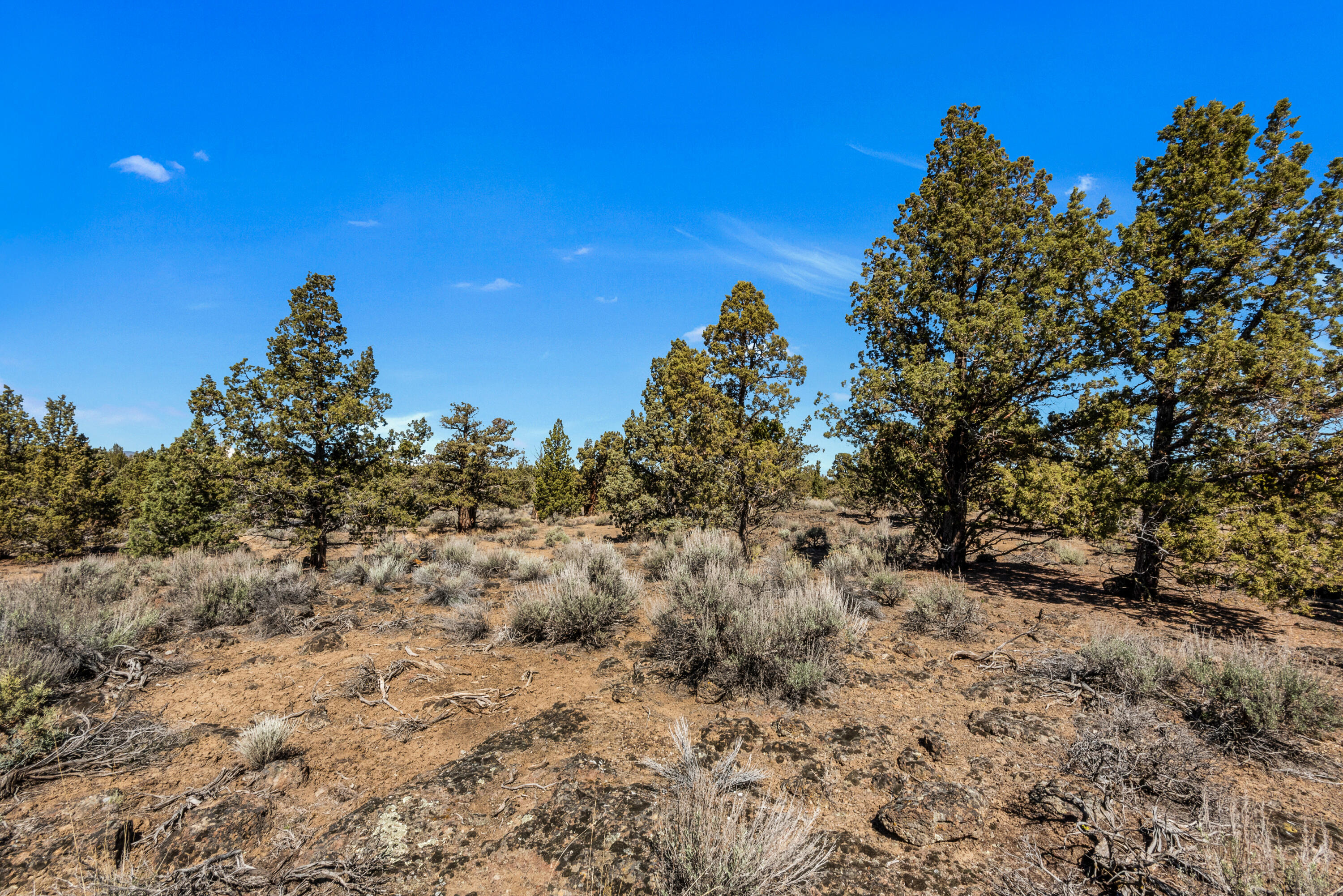 Pronghorn - Land