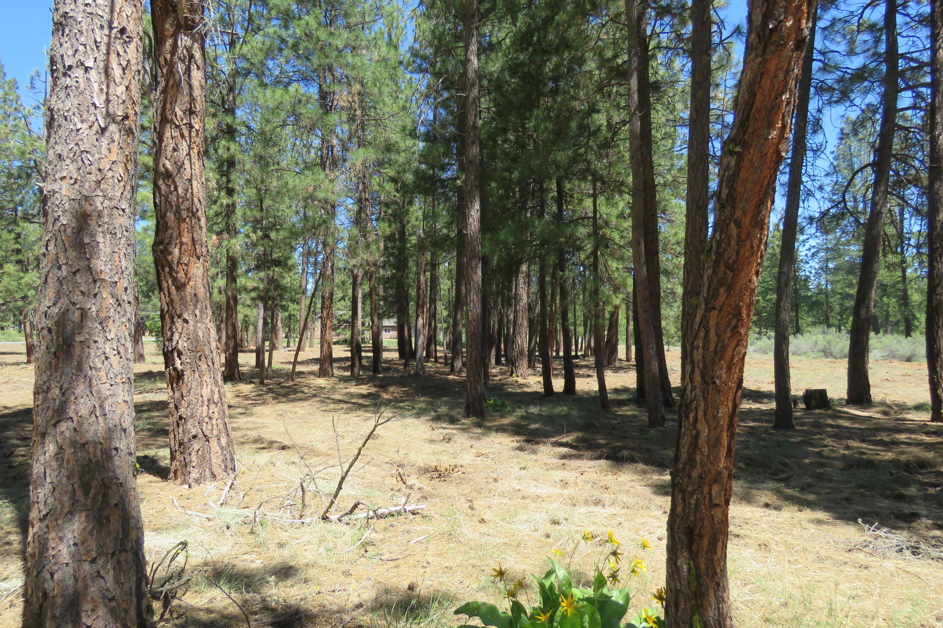 Pine Meadow Village -Phase 1 - Land