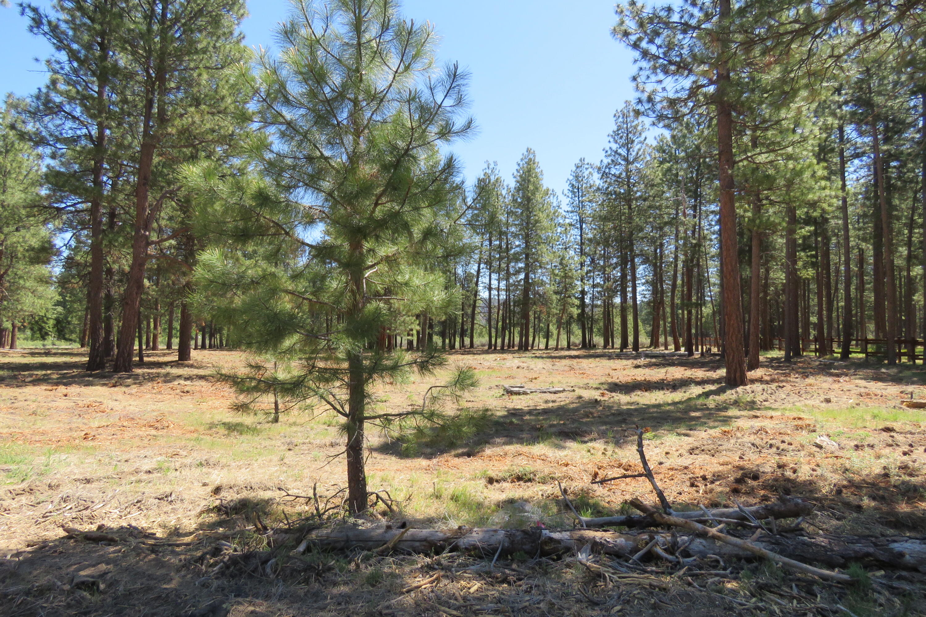 Pine Meadow Village -Phase 1 - Land