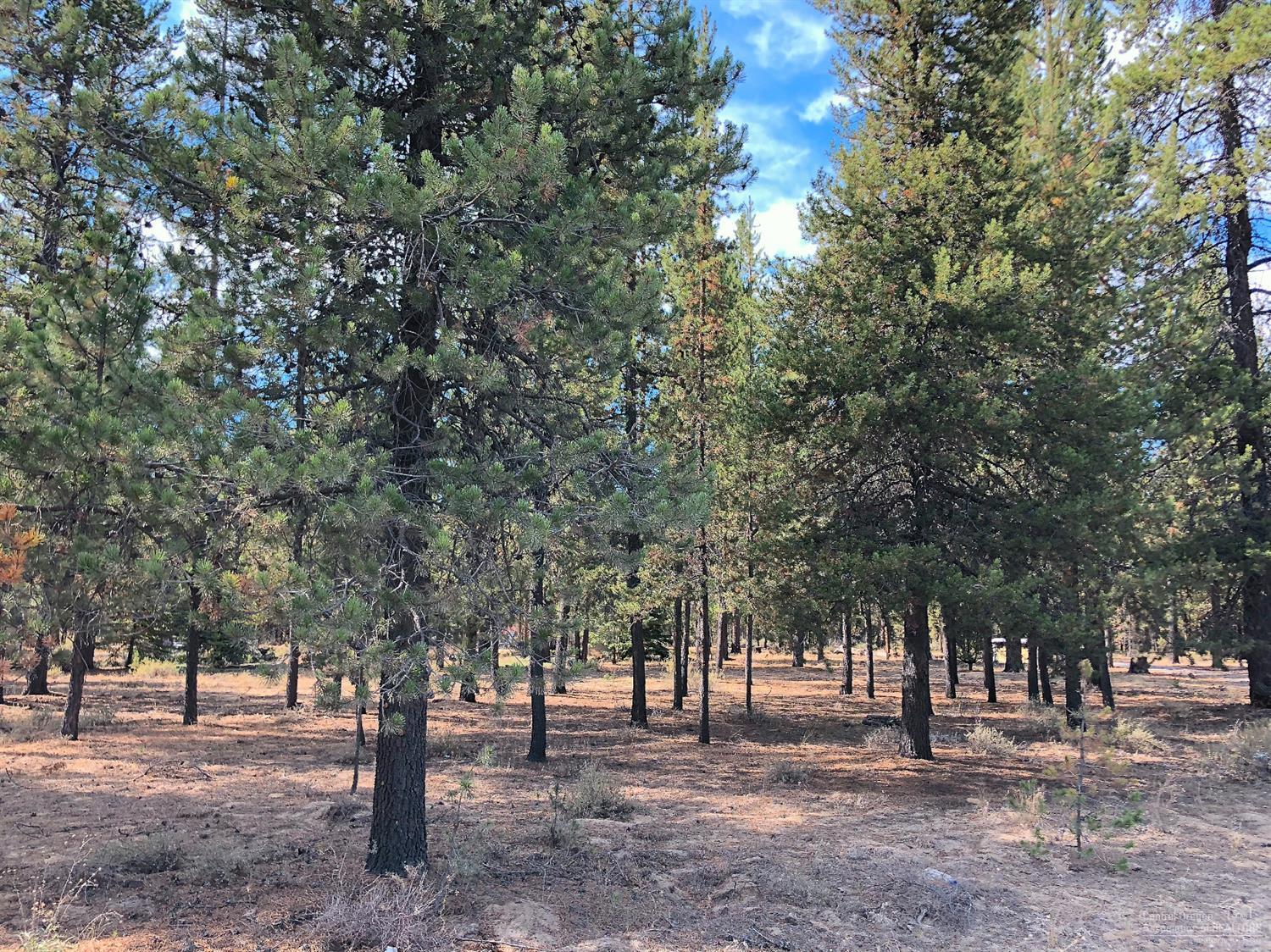 Forest View - Land