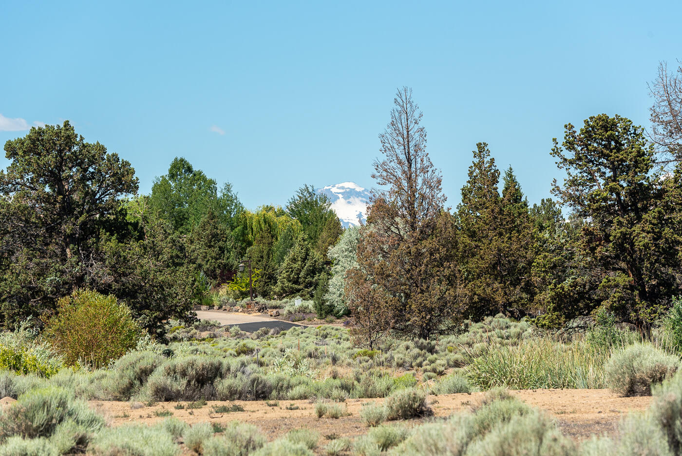 Pronghorn - Land