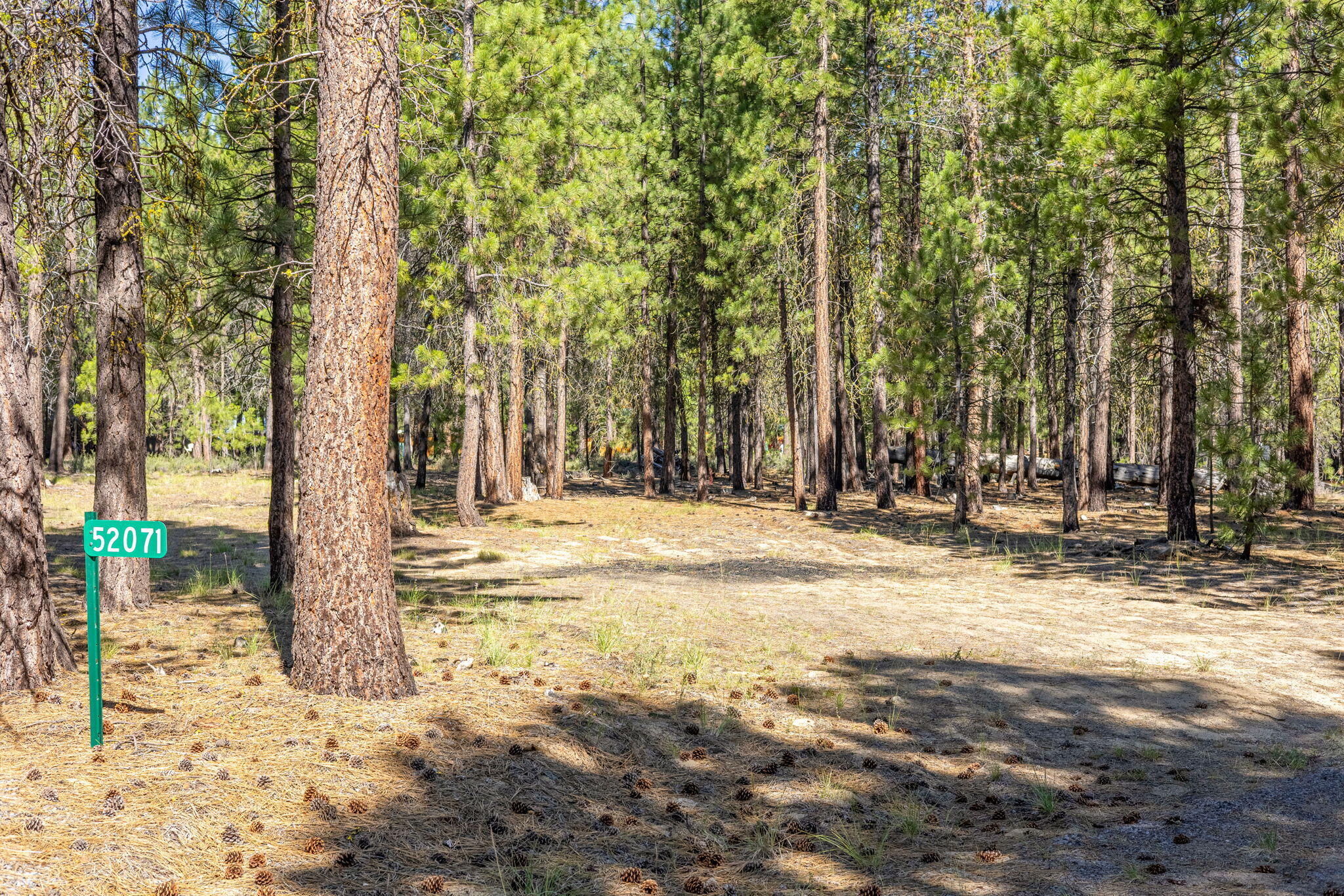 Ponderosa Pines - Land
