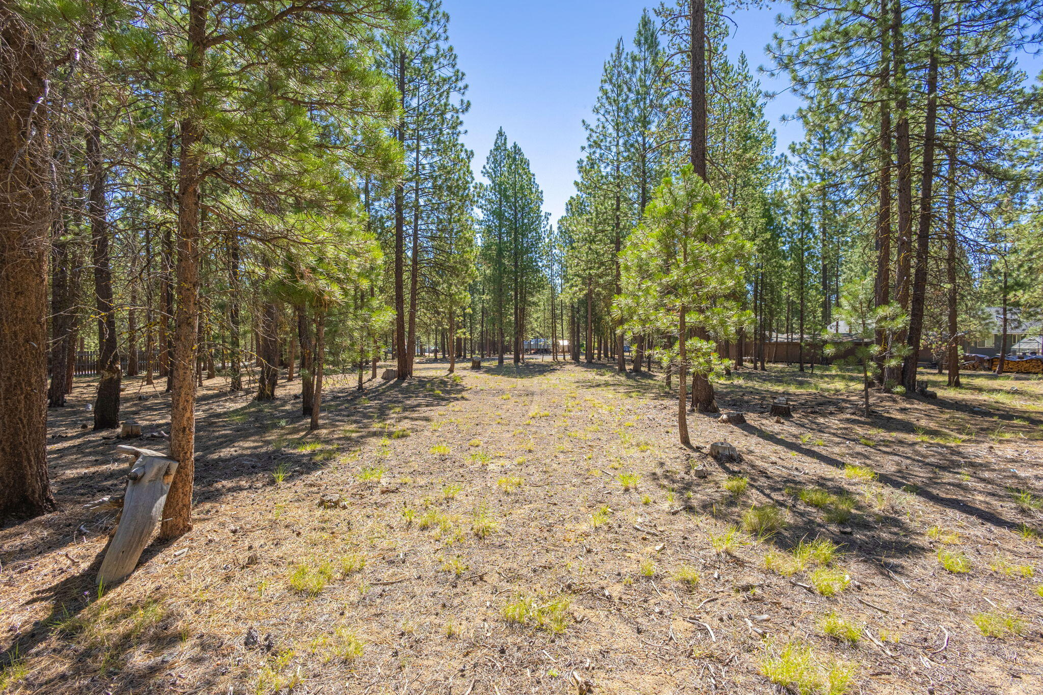 Ponderosa Pines - Land