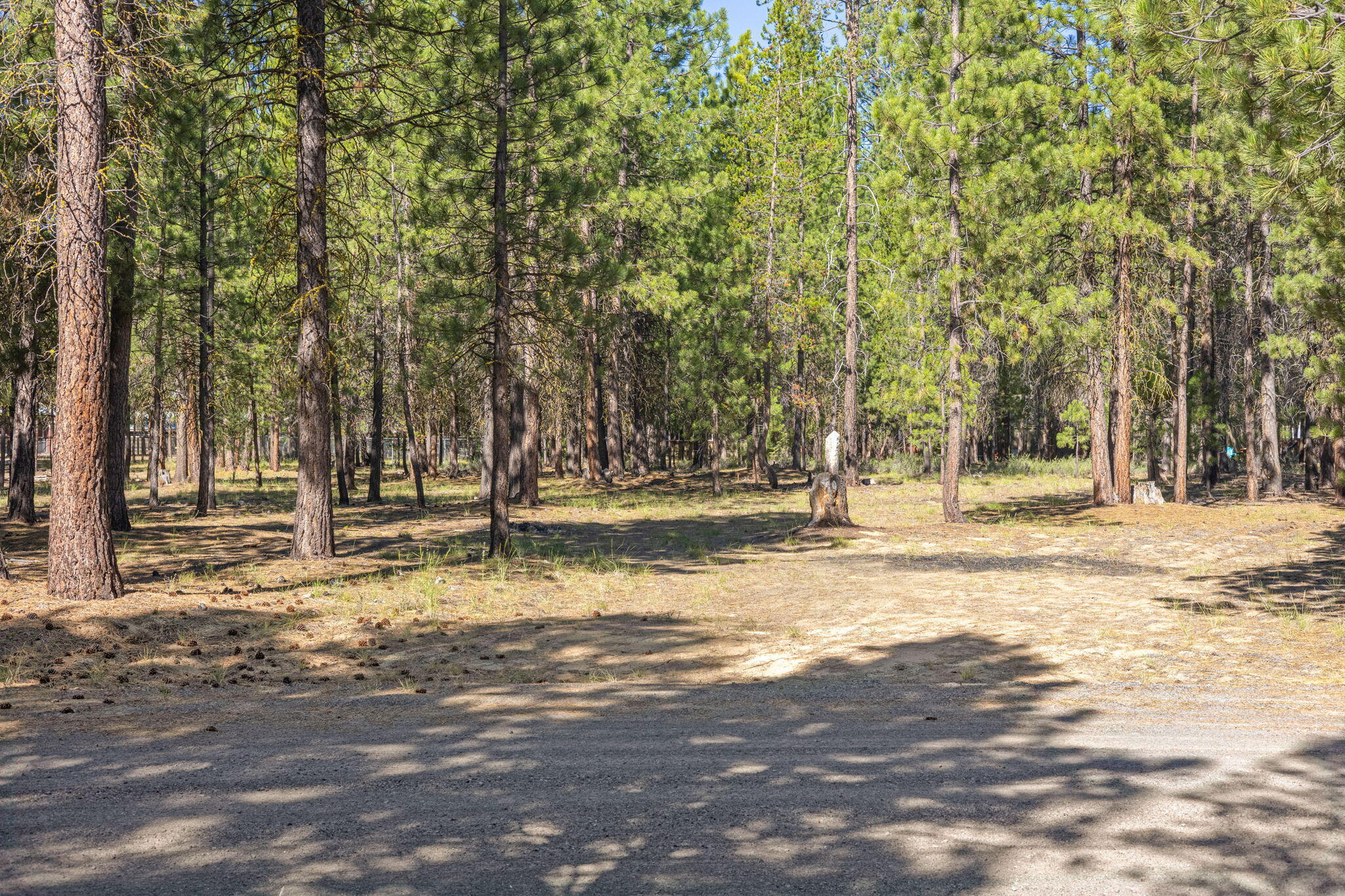 Ponderosa Pines - Land