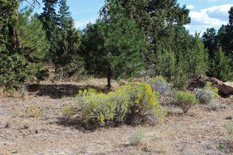 Desert Woods - Land