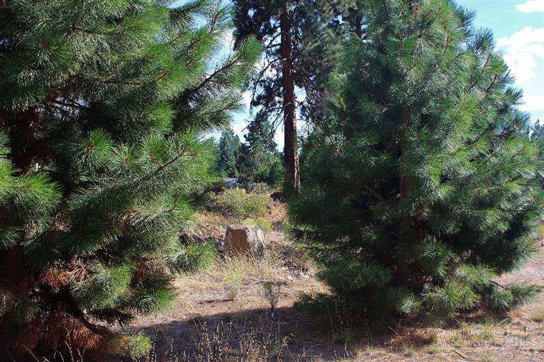 Desert Woods - Land