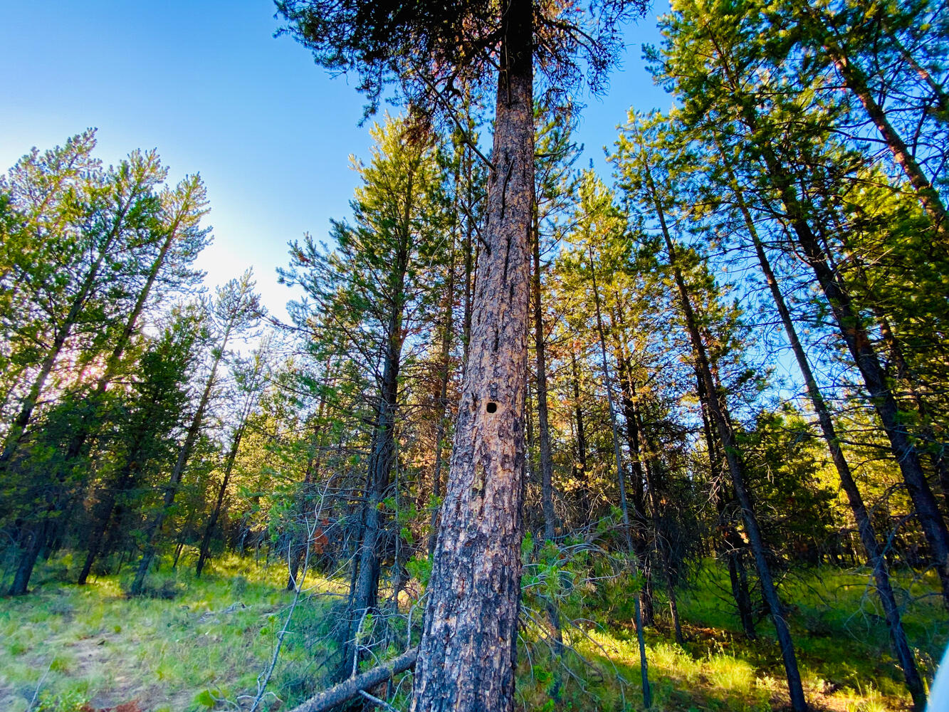 Pinewood Country Est - Land
