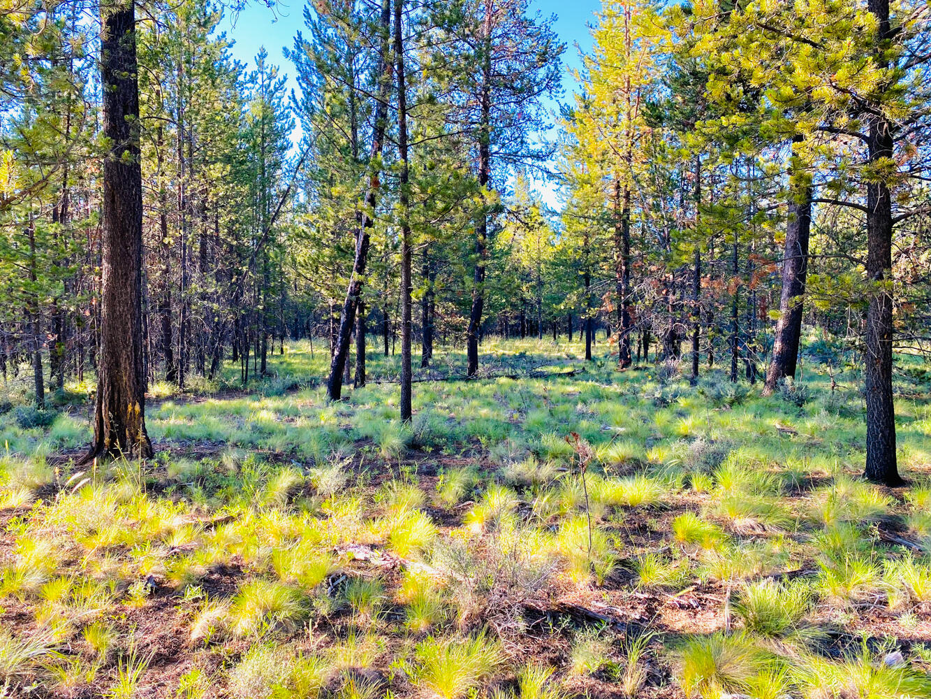 Pinewood Country Est - Land