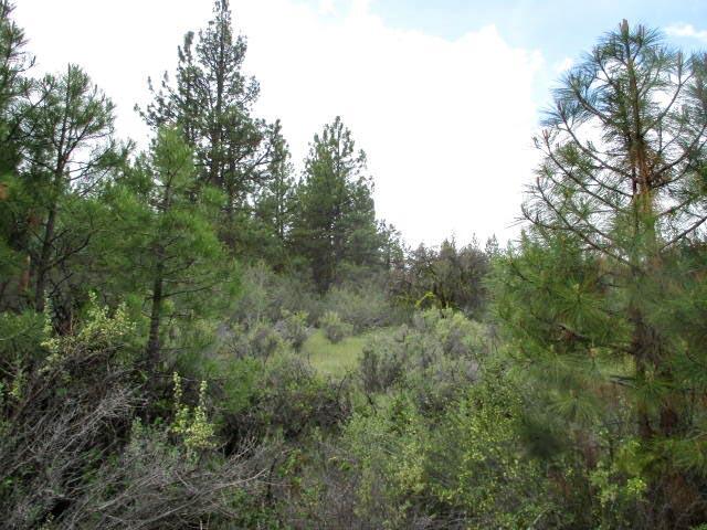 Ferguson Mountain Pines - Land