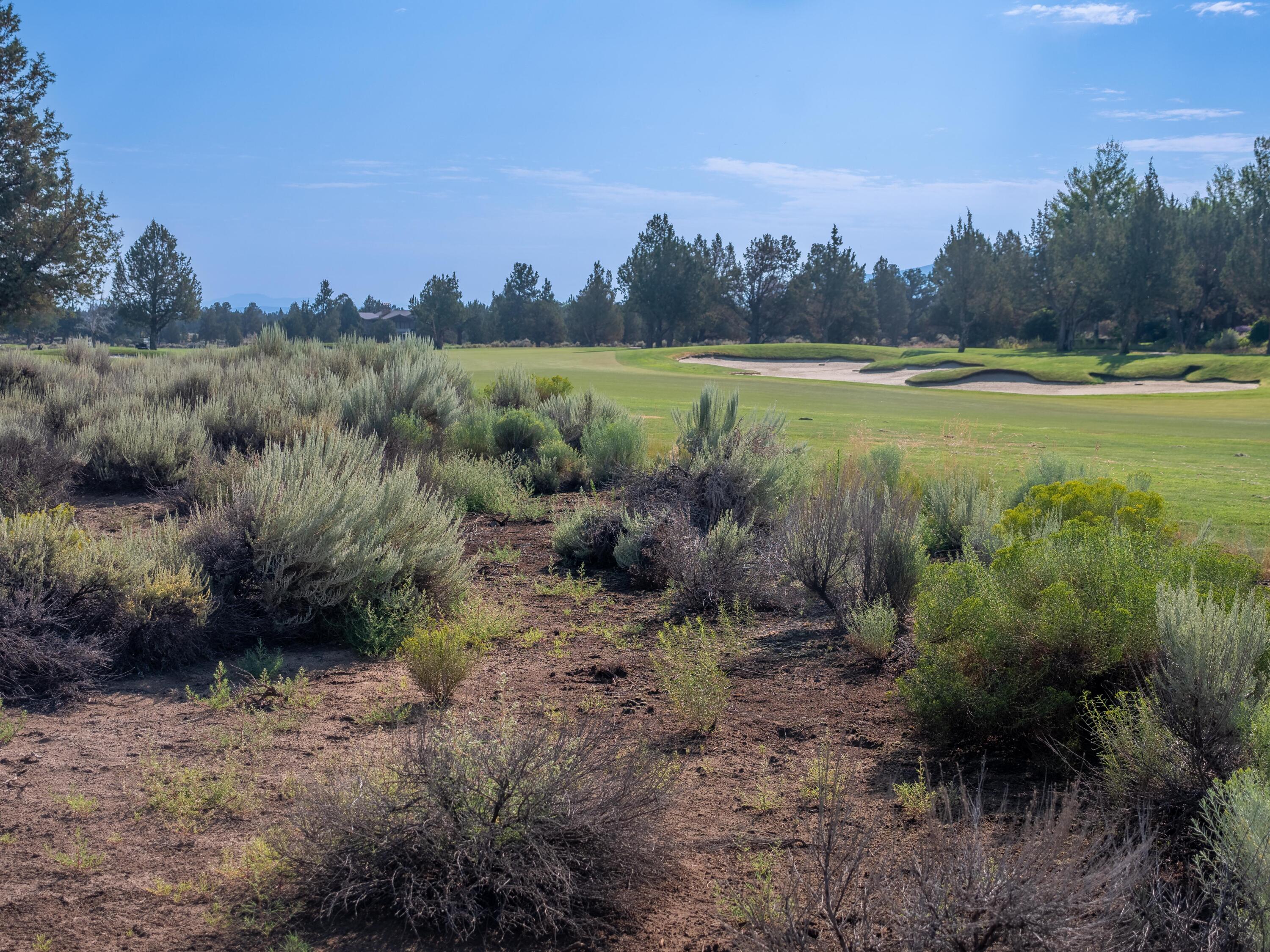 Pronghorn - Land