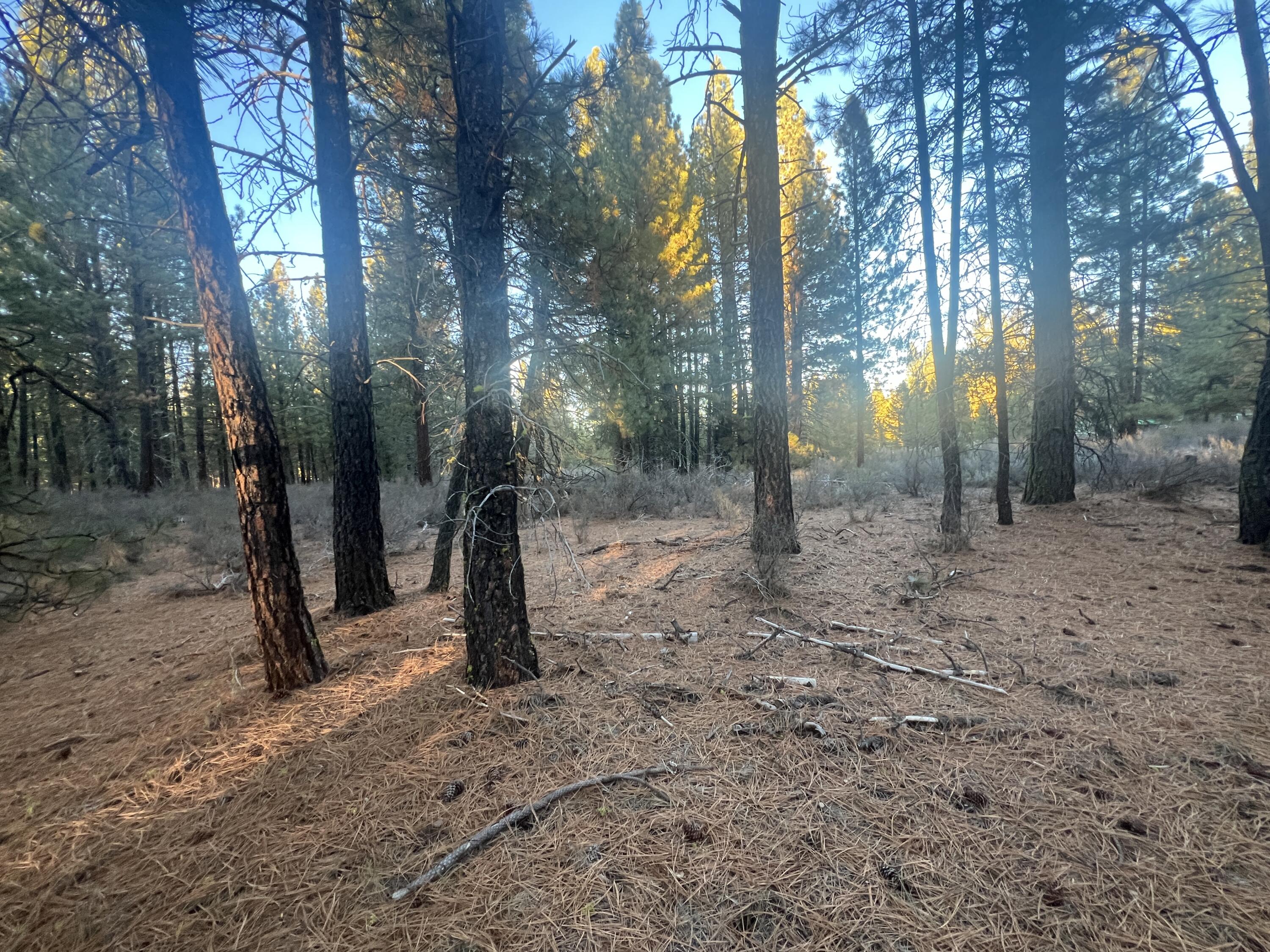 Woodland Park - Land