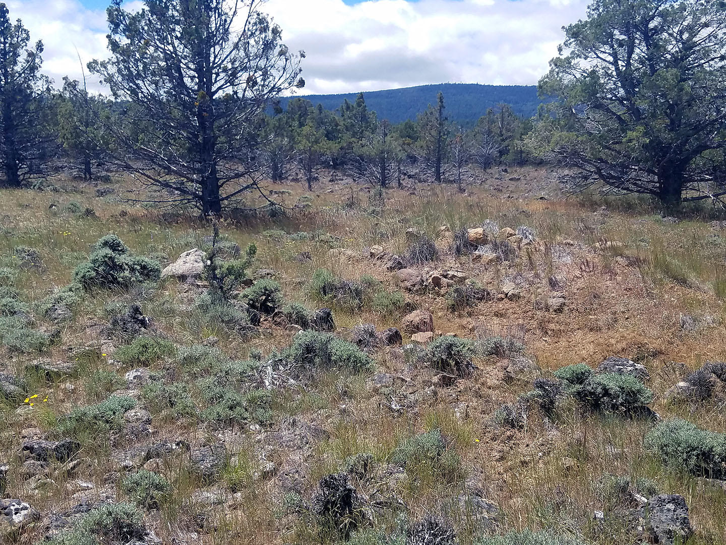 Cedar Trails - Land