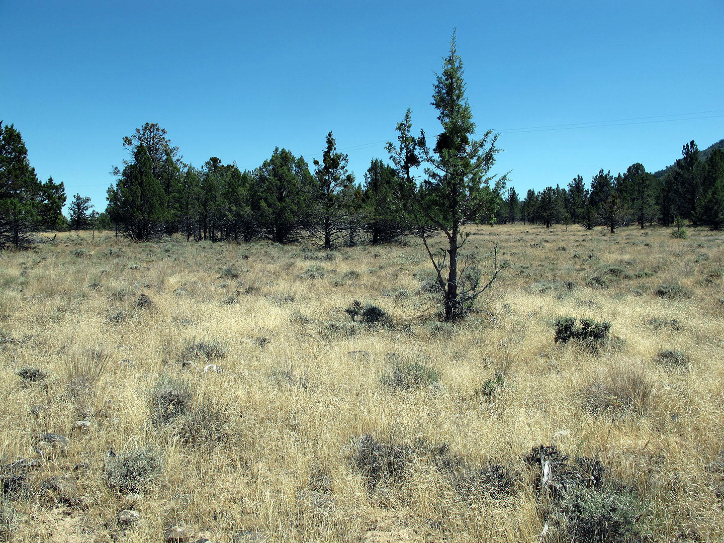 Cedar Trails - Land