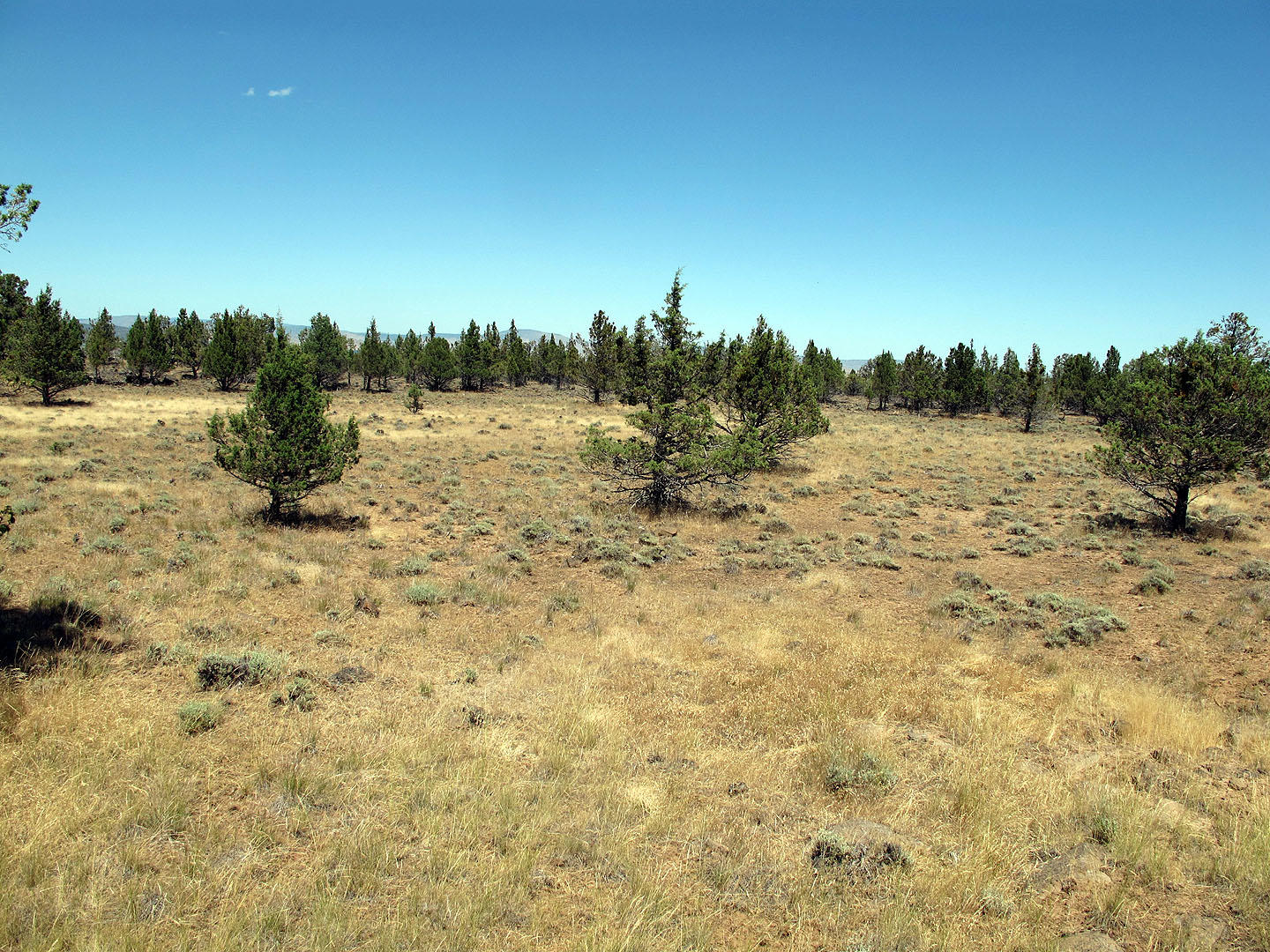 Cedar Trails - Land