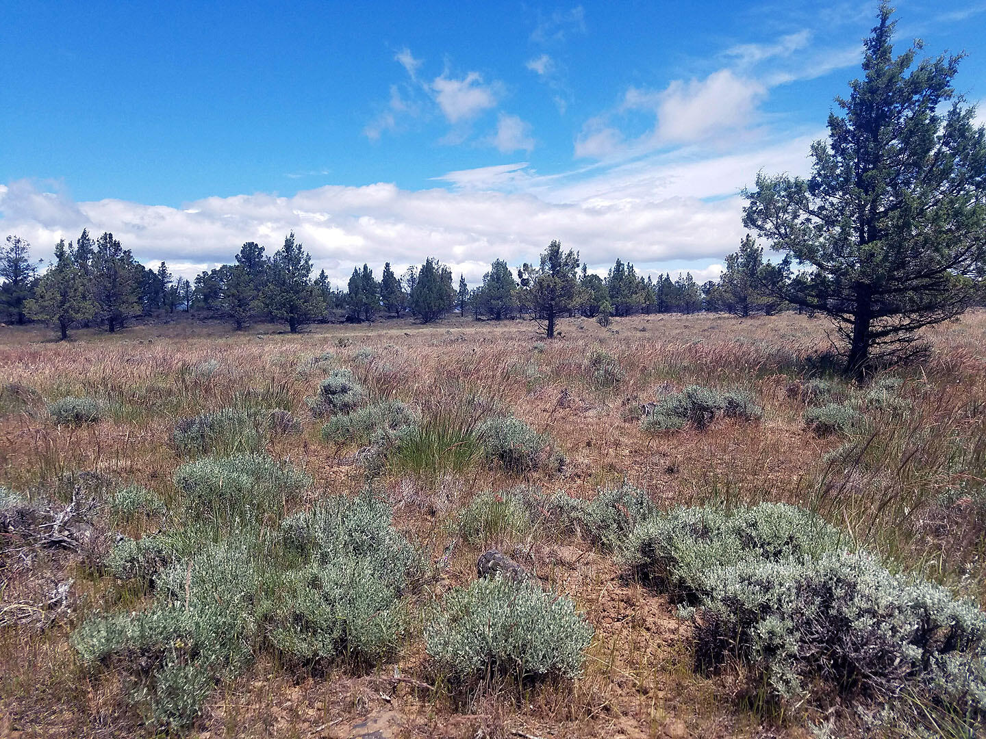 Cedar Trails - Land