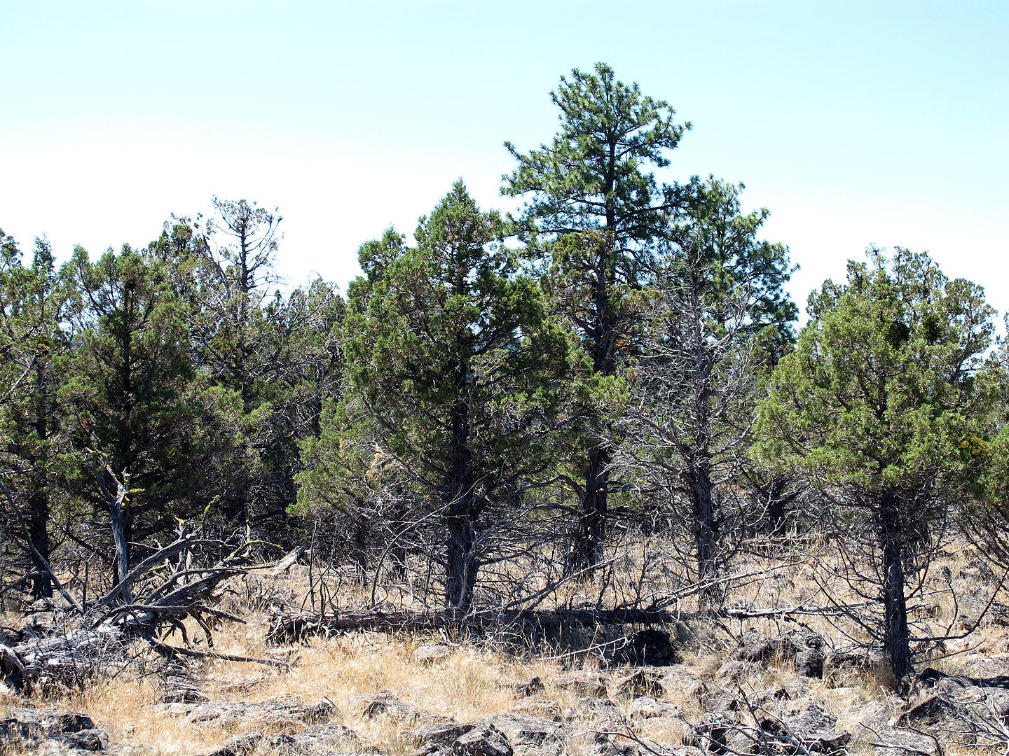 Cedar Trails - Land