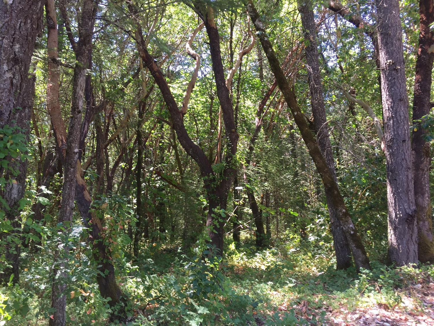 Level 1.77 acre property zoned for single family residence. Adjacent tax lots (lots 1100 and 1400) also for sale. Buy one, two or all three. Make an offer please. Buyer to perform due diligence on services for and uses of property.