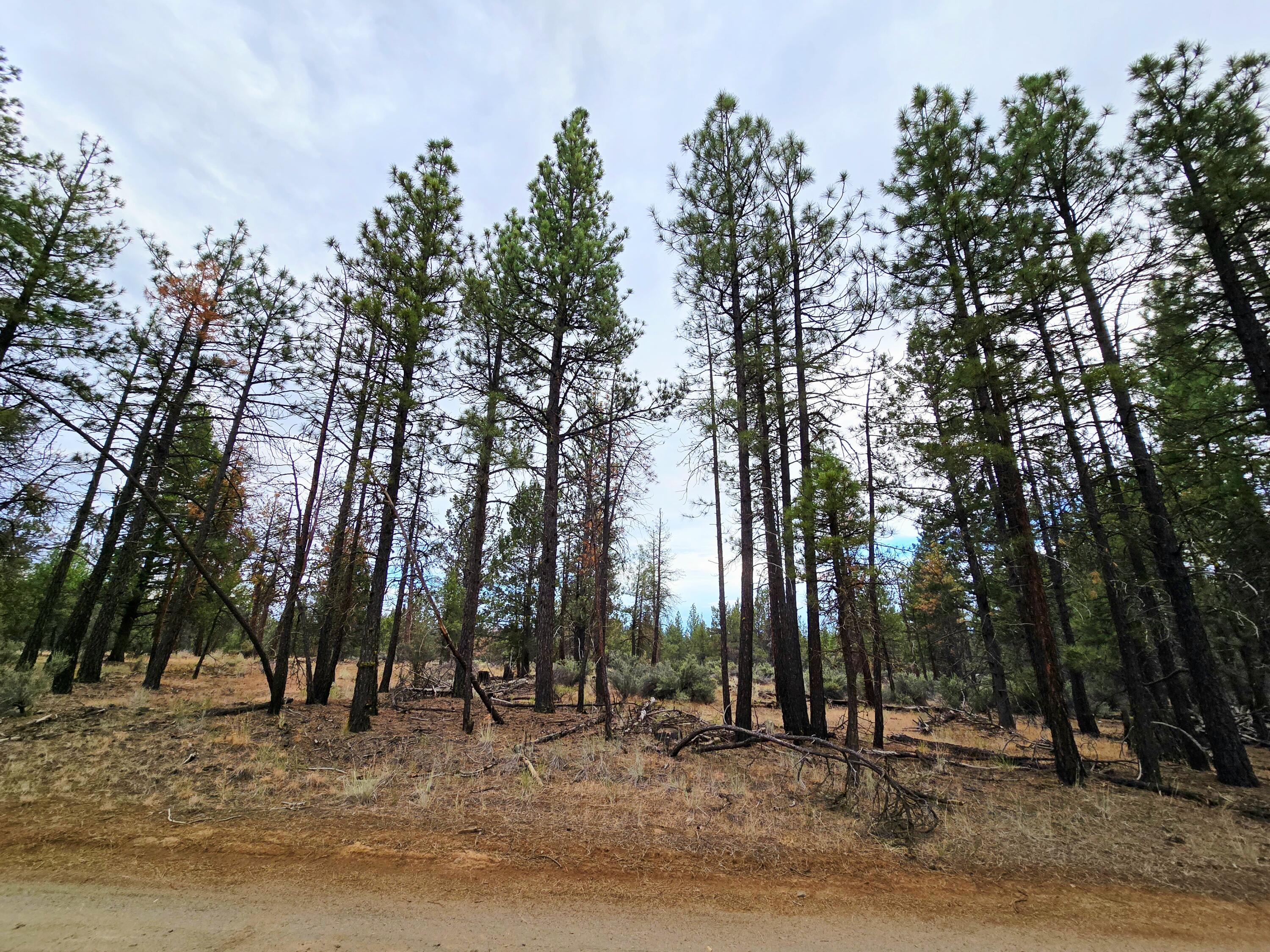 Discover your canvas in Sprague River, Oregon! Unlock 2.37 lush, level acres framed by stately mature Oregon pine trees - ready for your ideal retreat, hobby farm, or off-grid escape. With ample spacing, you'll enjoy privacy among the trees while still being minutes from the iconic Sprague River. Sprague River is part of scenic Klamath County, boasting more than 300 sunny days per year. The region is sparsely populated and serene. Your property offers endless possibilities: site-built, modular, or even cabin-style living tucked into a natural setting.  Whether you envision weekend escapes, investment land, or a full-time secluded home, its a great chance to plant roots in the peacful high desert ambiance. Ideal for outdoor enthusiasts : hiking, hunting, fishing, stargazing under crisp, open skies. Seize this chance- Sprague River's tranquil lifesyle awaits.  Buyers should always perfomr due diligence and consult with the county for building, zoning and other usages.