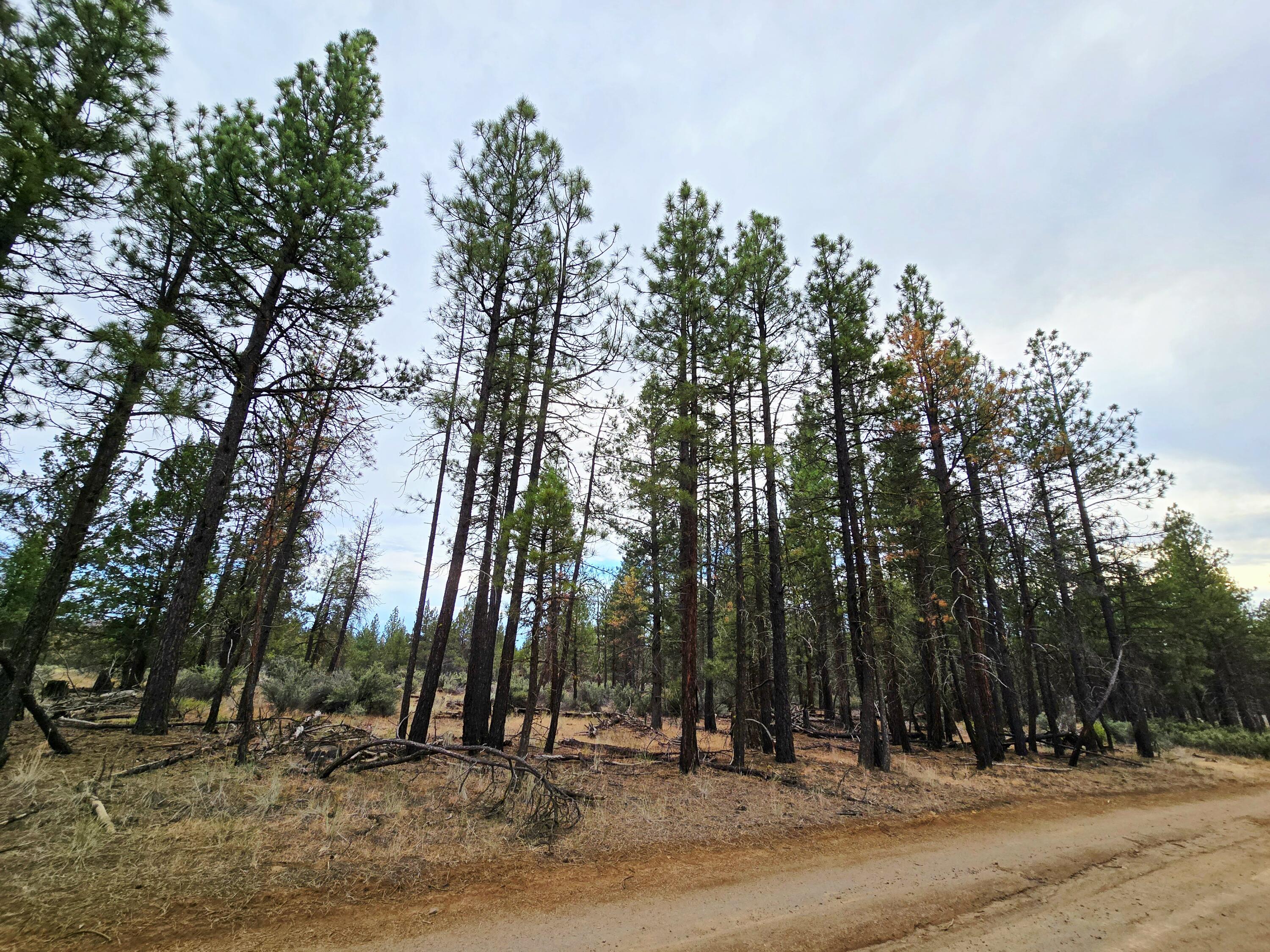 Klamath Forest Estates -First Addition - Land