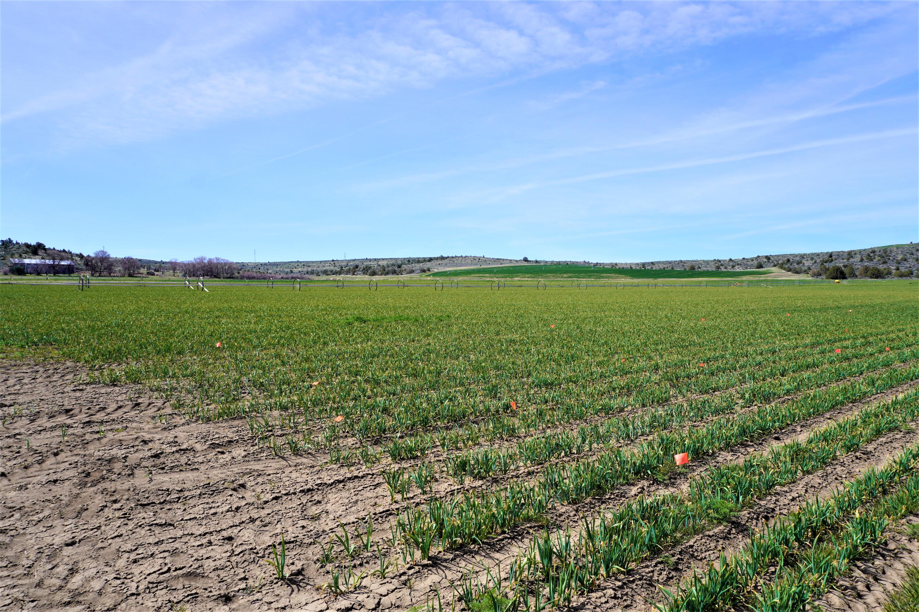 N/A - Farm