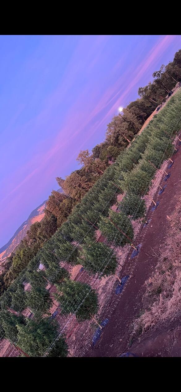 N/A - Farm