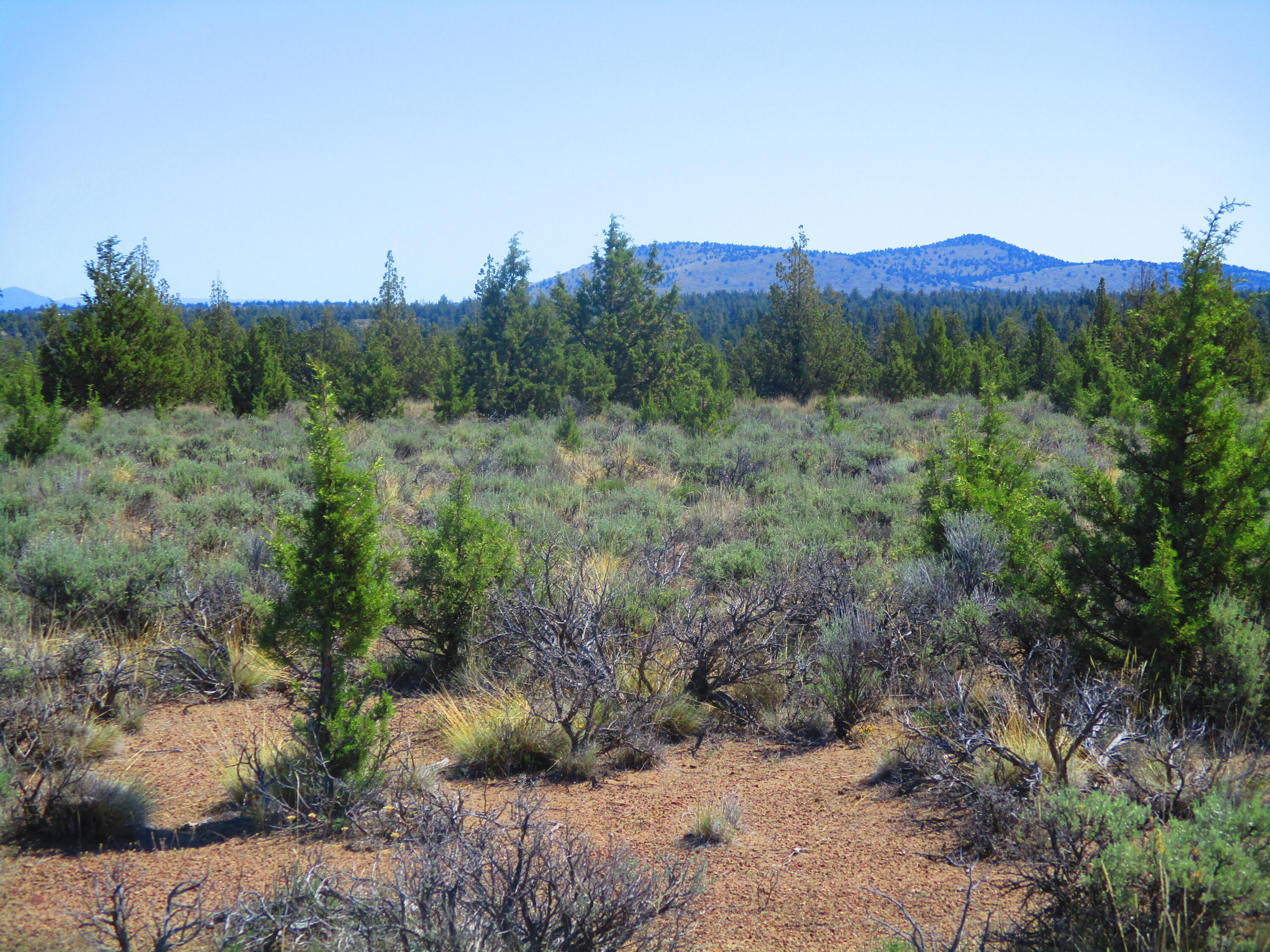 Juniper Acres - Land