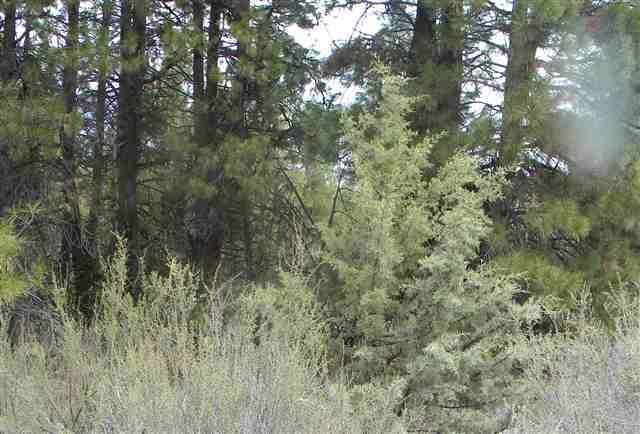 Beautiful Secluded Property Well Treed Gravel Road To And From Property, Aprox 45 Miles East Of Klamath Falls. Beautiful Views Of Surrounding Mountains And Valleys. Perfect Buildable Getaway Or Summer Vacation Camping Experience.