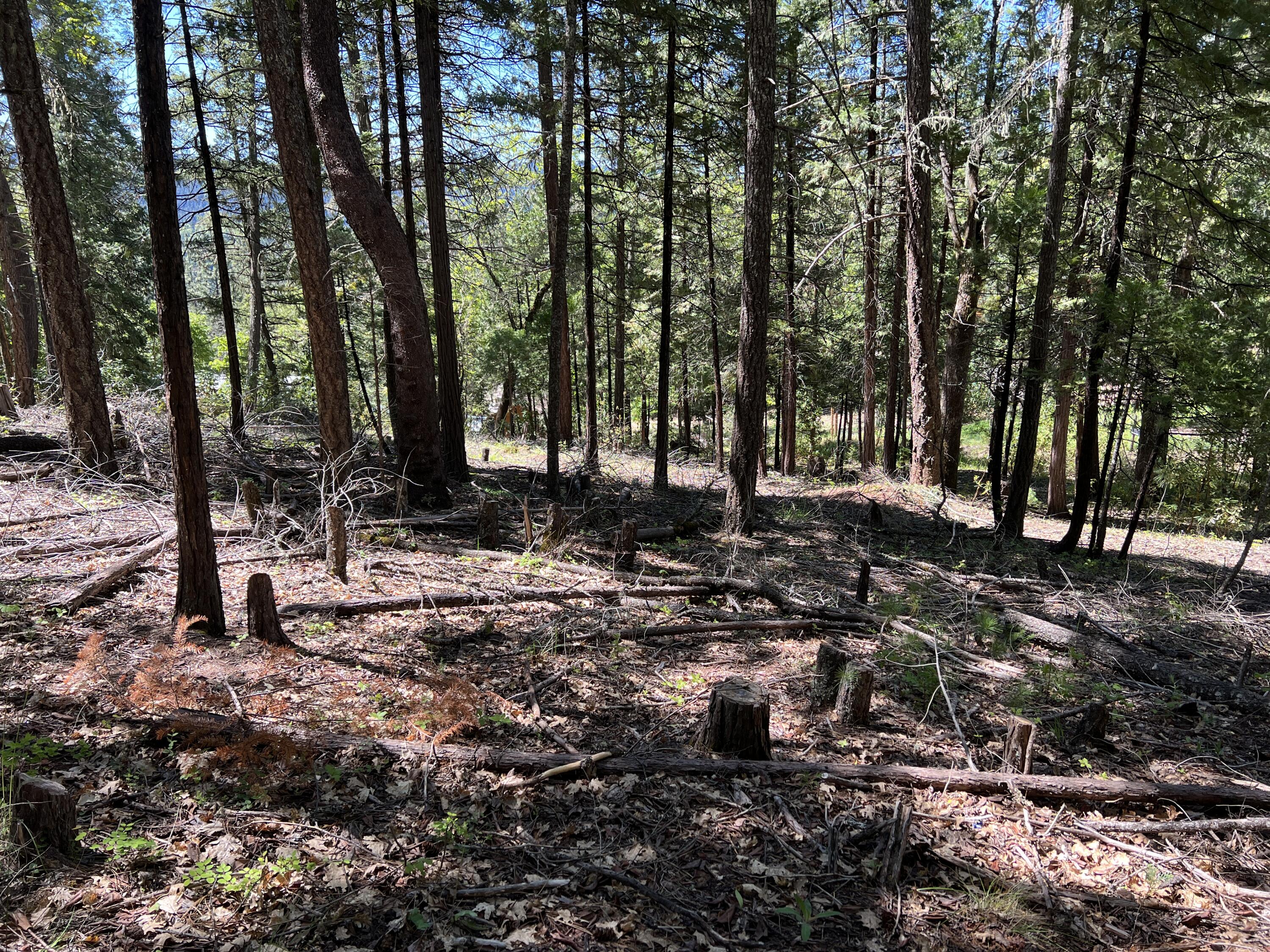 Enjoy country living on this lot near the Lost Creek Recreation Area. This lot is a great place to build your new home, cabin, or manufactured home. The land is completely treed and is level to gently sloping. A second lot is for sale adjacent to this lot. (00348 Flounce Rock Rd) Buy both lots for a total of 1 acre. Water is provided to the edge of the lot via the Evergreen Meadows Community Water System. Power is along the edge of the lot, but will need to be installed by Pacific Power. A septic system will need to be installed. Located a few minutes from public access to Lost Creek Lake and BLM land. Lost Creek Lake is a popular place for boatings sports, camping and fishing. Just minutes from the Rogue River National Forest system where you can enjoy a plethora of outdoor activities including camping, hiking, hunting, world class trout fishing on the Upper Rogue, viewing waterfalls, riding OHVs, and much more! Owner carry options available to qualified buyers!