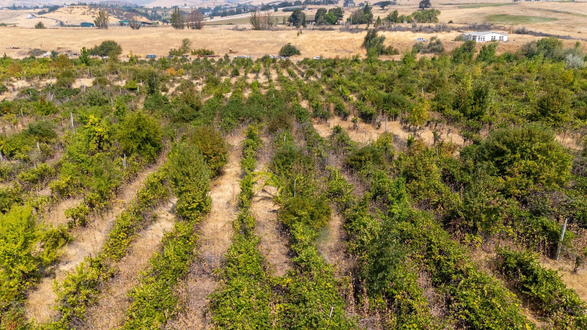 Opportunity to build your agricultural vision. These 22.27 irrigated acres sit in the heart of Ashland's beautiful agricultural valley, offering fertile soils and excellent water resources. Currently planted to Merlot, Cabernet Sauvignon, Cabernet Franc, and Pinot Gris, the property has supported premium grape production in years past — but the potential doesn't end there. Whether you're interested in vineyard operations, hay production, orchards, specialty crops, or cut flowers, this land provides a strong foundation to grow. Bring your creativity and your plans — there's room here for new ideas to take root and thrive.