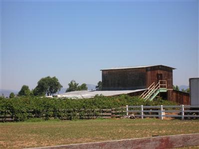 5.2 acres of nice pasture land. Great location with easy access to I-5, Central Point, Jacksonville & Medford. Perfect for 4-H project, horses or livestock. There is a barn on this fully fenced and irrigated parcel. Buyer to perform Due Dilegence in regards to homesite /septic approval. Property begins on Rossanley Dr with a 360 ft x 25 ft wide driveway. This is not an easement, it is part of the property.