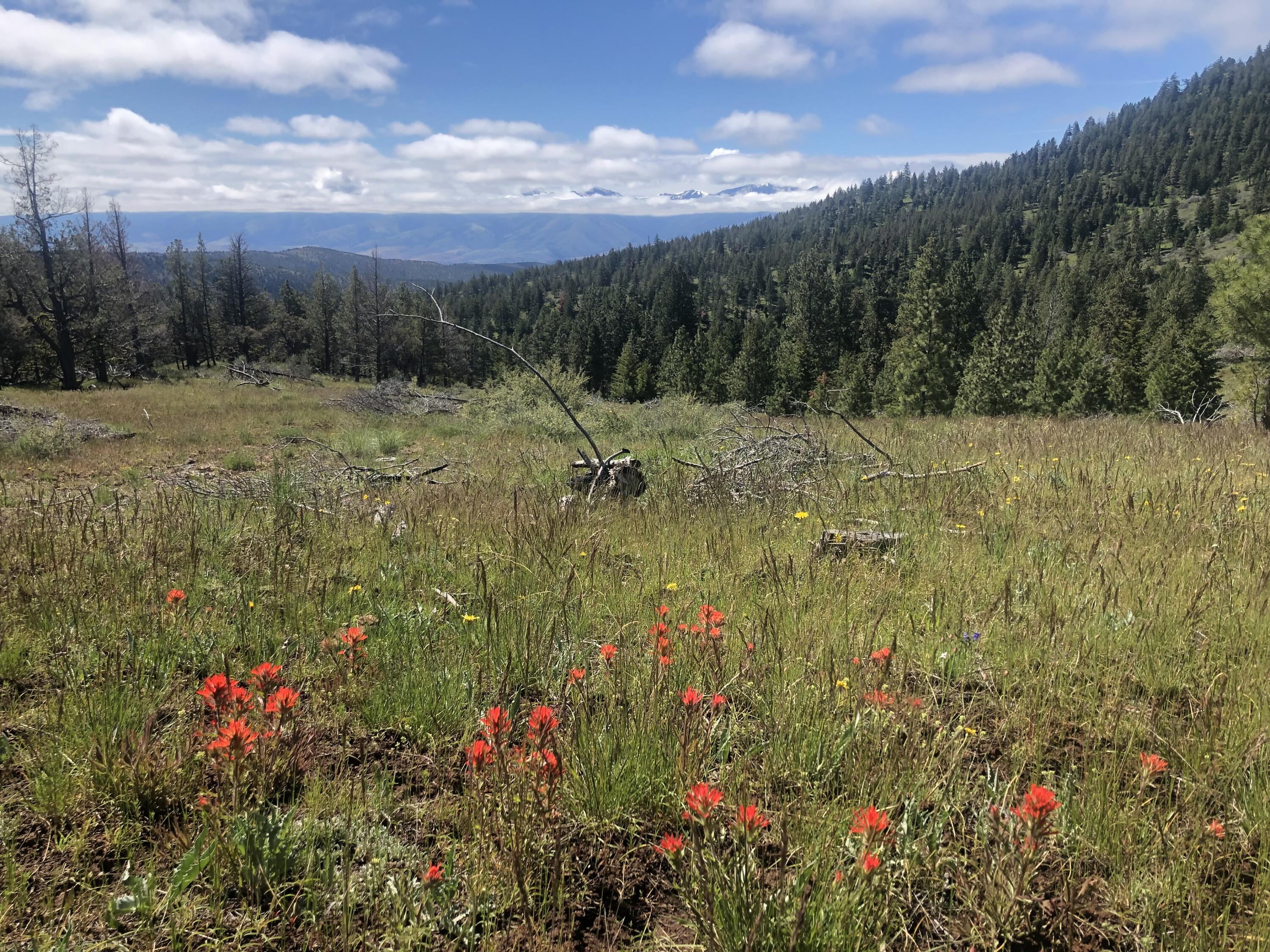 The Belshaw Creek Ranch is an incredible opportunity to own a premier western big game hunting and cattle ranch in the historic John Day Valley in Eastern Oregon.  The ranch backs up to USFS for 4 miles and has locked gates that allow you to access the Malheur National Forest.  The ranch is extremely well watered with over 2 miles of creeks that run year round through the property.  The hunting history is impressive on the ranch.  There have been numerous bulls and bucks harvested over the years with the most recent being a 7x7 bull in 2021.  The ranch qualifies for 5 LOP tags for Elk and 5 LOP tags for deer in the highly coveted Northside hunting unit.  In addition to trophy hunting, the ranch boasts amazing stands of timber.  There is Douglas Fir and Ponderosa Pine all over the property.  No timber cruise has been done.  There is a rustic hunting cabin that sits along the creek complete with a corral to keep your horses in.  The cabin needs a little work to make it habitable again.