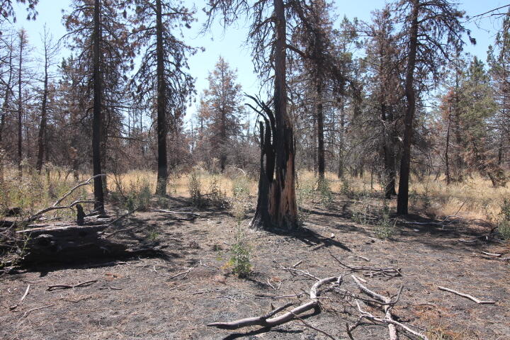 Come enjoy 2.25 acres on Cuscus Lane, where you can camp under clear blue skies.  Ride atvs on your property or the vast number of gravel roads in the Klamath Falls Forest Estates. Power poll near property.