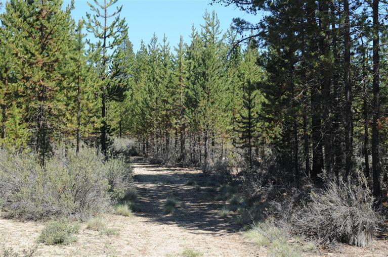 Sun Forest Estates - Land