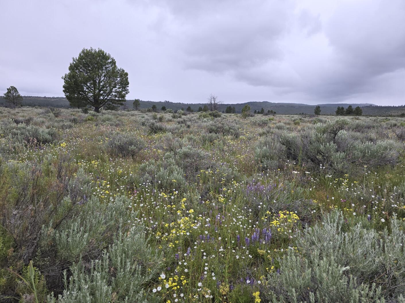 Recreational acreage!  Enjoy the wide open spaces of the high desert area of the Klamath Basin!  Hunting, Fishing, Hiking whatever your outdoor pleasure is this land is not far from it.

No Deeded access to this parcel

42.52204, -121.39133